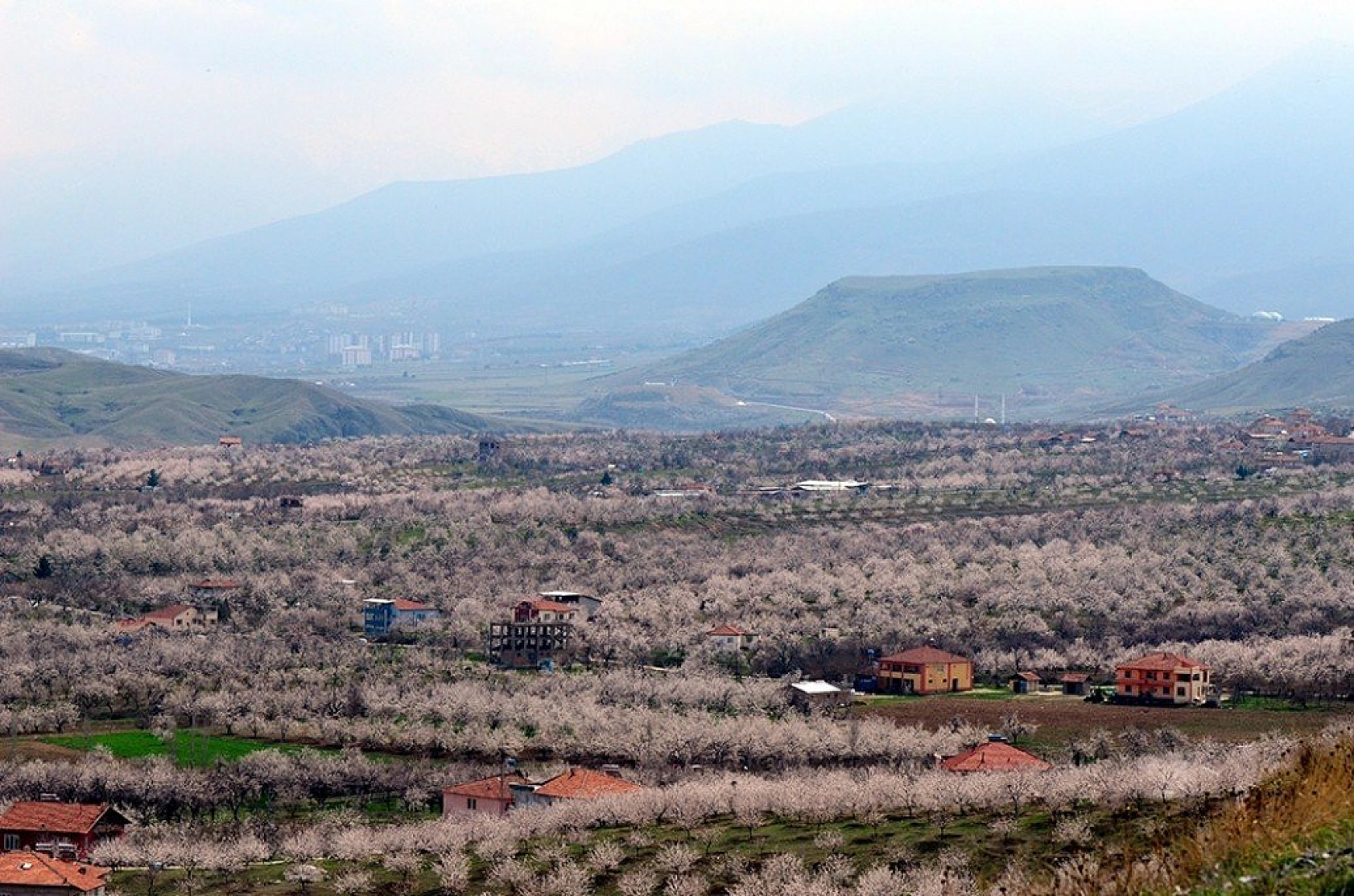Kayısı çiçek açtı