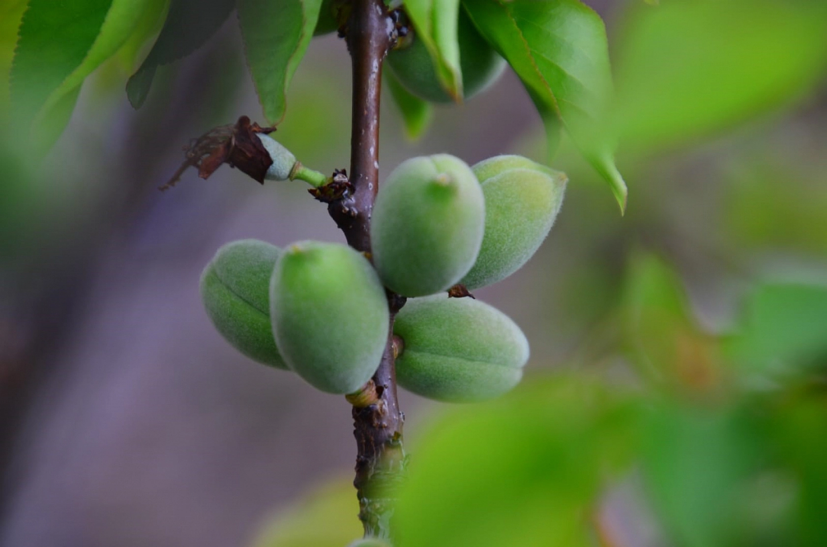 Malatya'da kayısı çağlalarını bekleyen tehlike belli oldu!