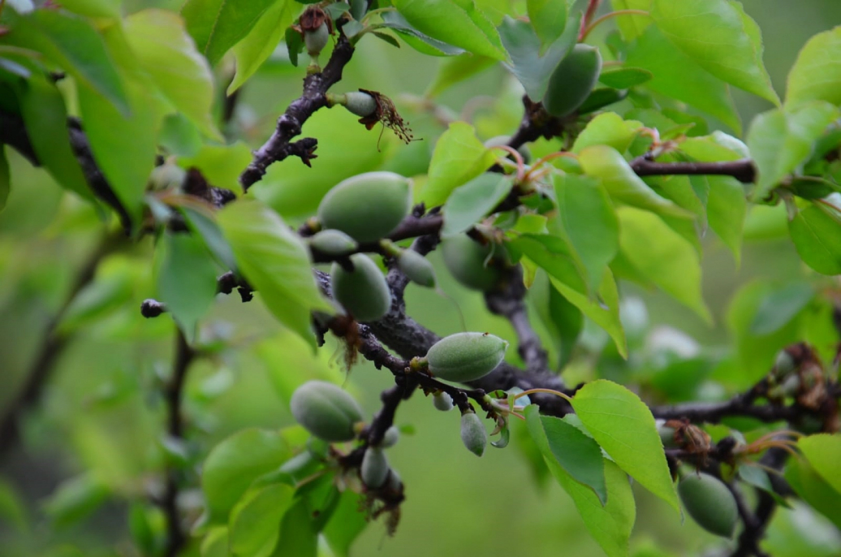 Malatya'da kayısı çağlalarını bekleyen tehlike belli oldu!