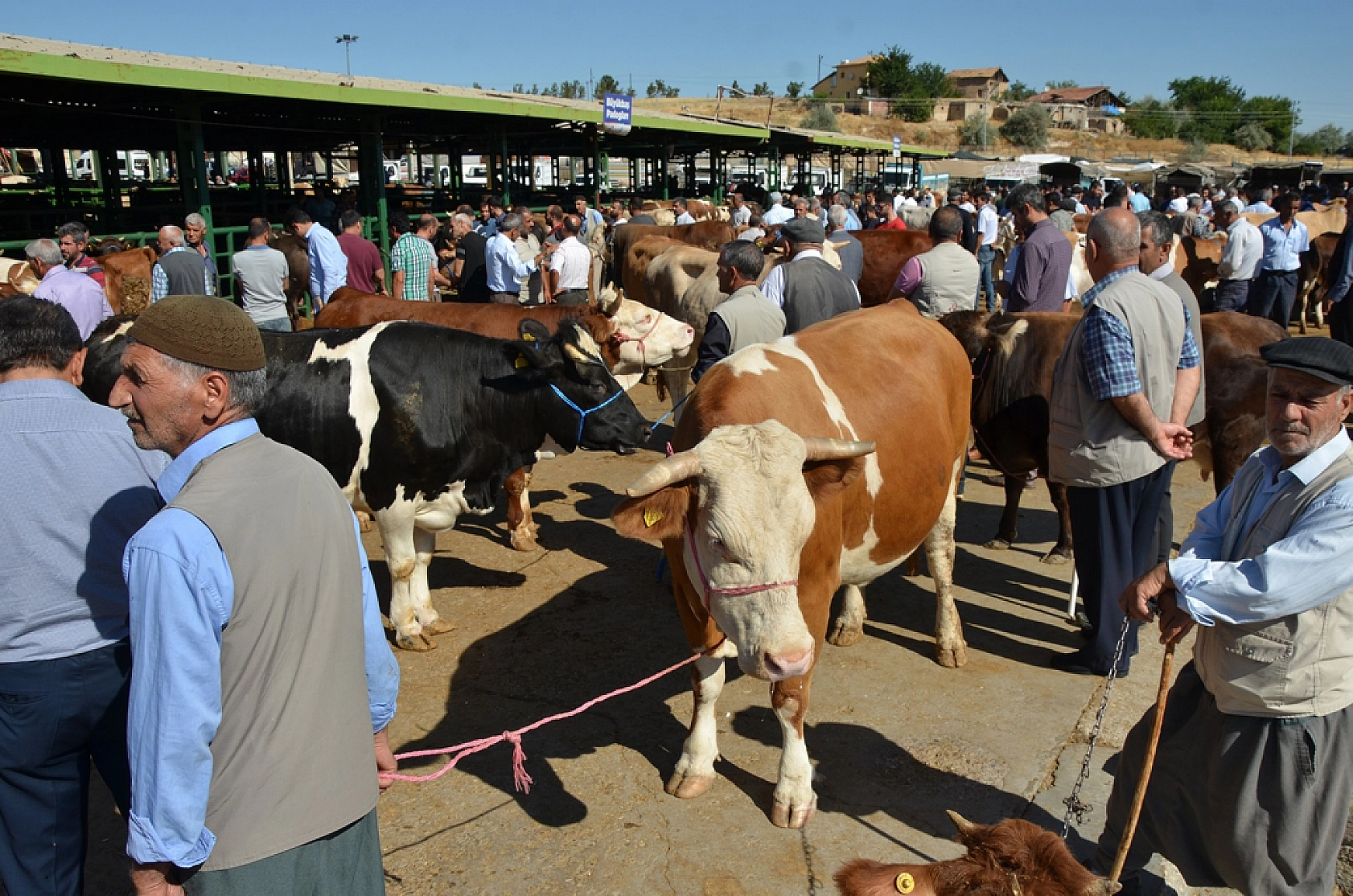 Hayvan Pazarını Kültür A.Ş İşletecek!