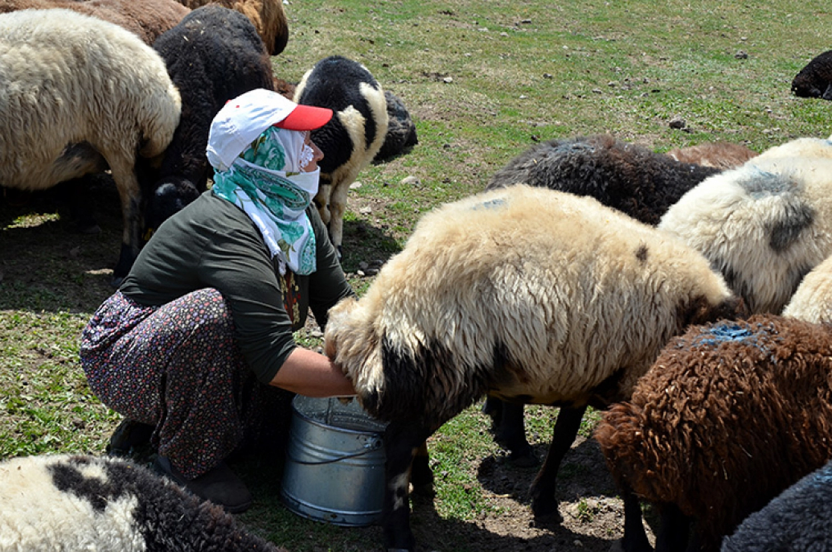Küçükbaş hayvancılıkta dev destek projesi sonuçlandı: 20 günlük süre başladı!