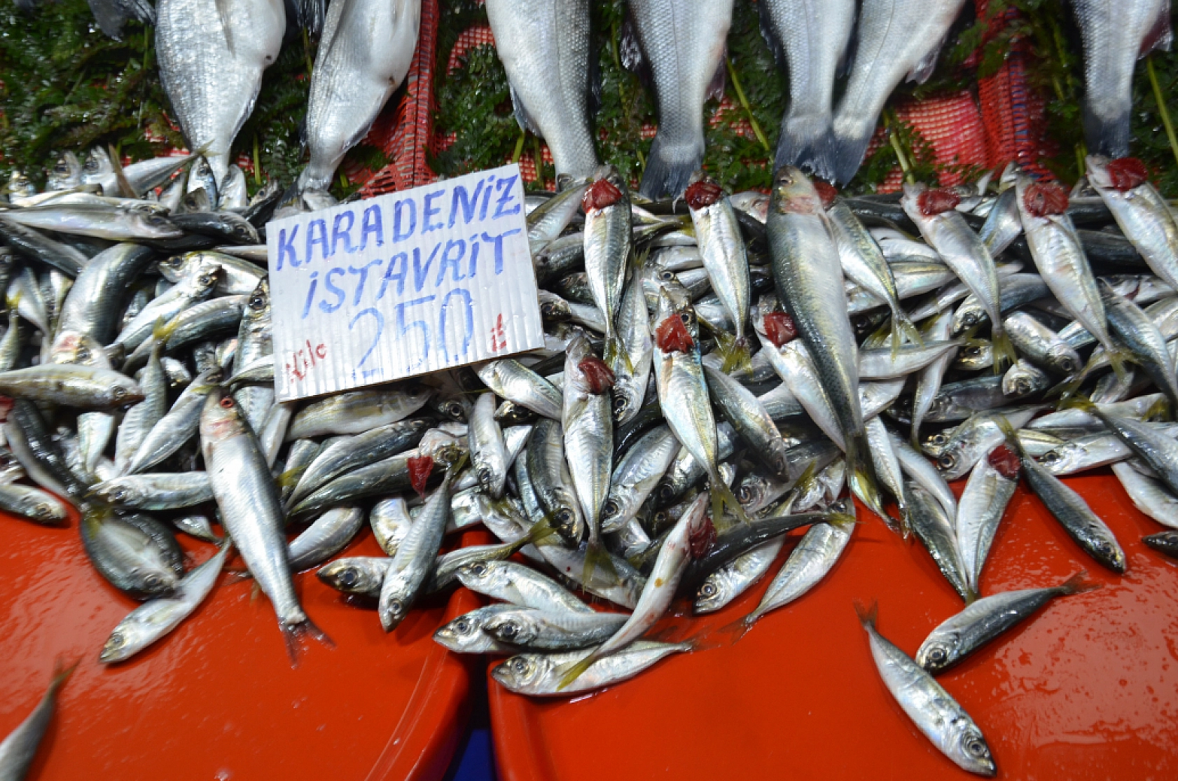 Hamsinin fiyatı artınca vatandaş balığa hasret kaldı