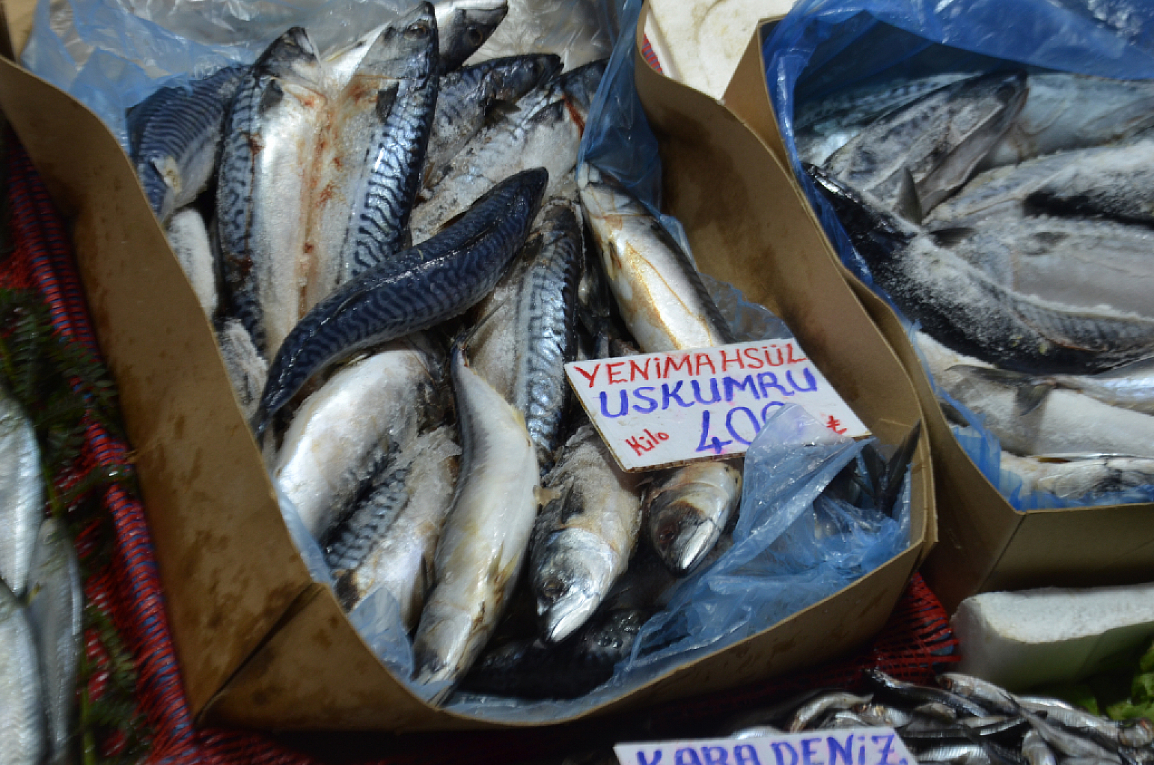 Hamsinin fiyatı artınca vatandaş balığa hasret kaldı