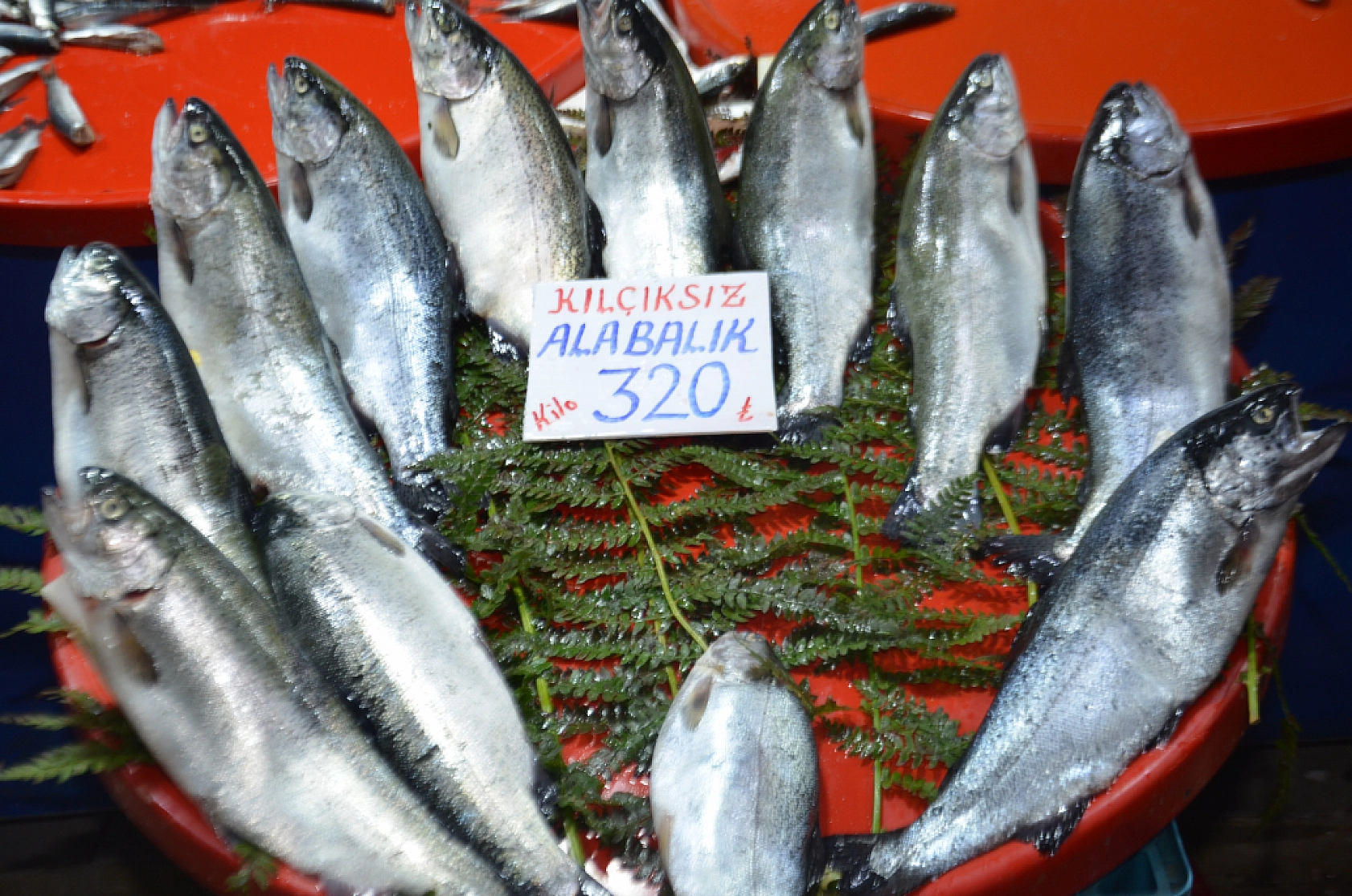 Hamsinin fiyatı artınca vatandaş balığa hasret kaldı