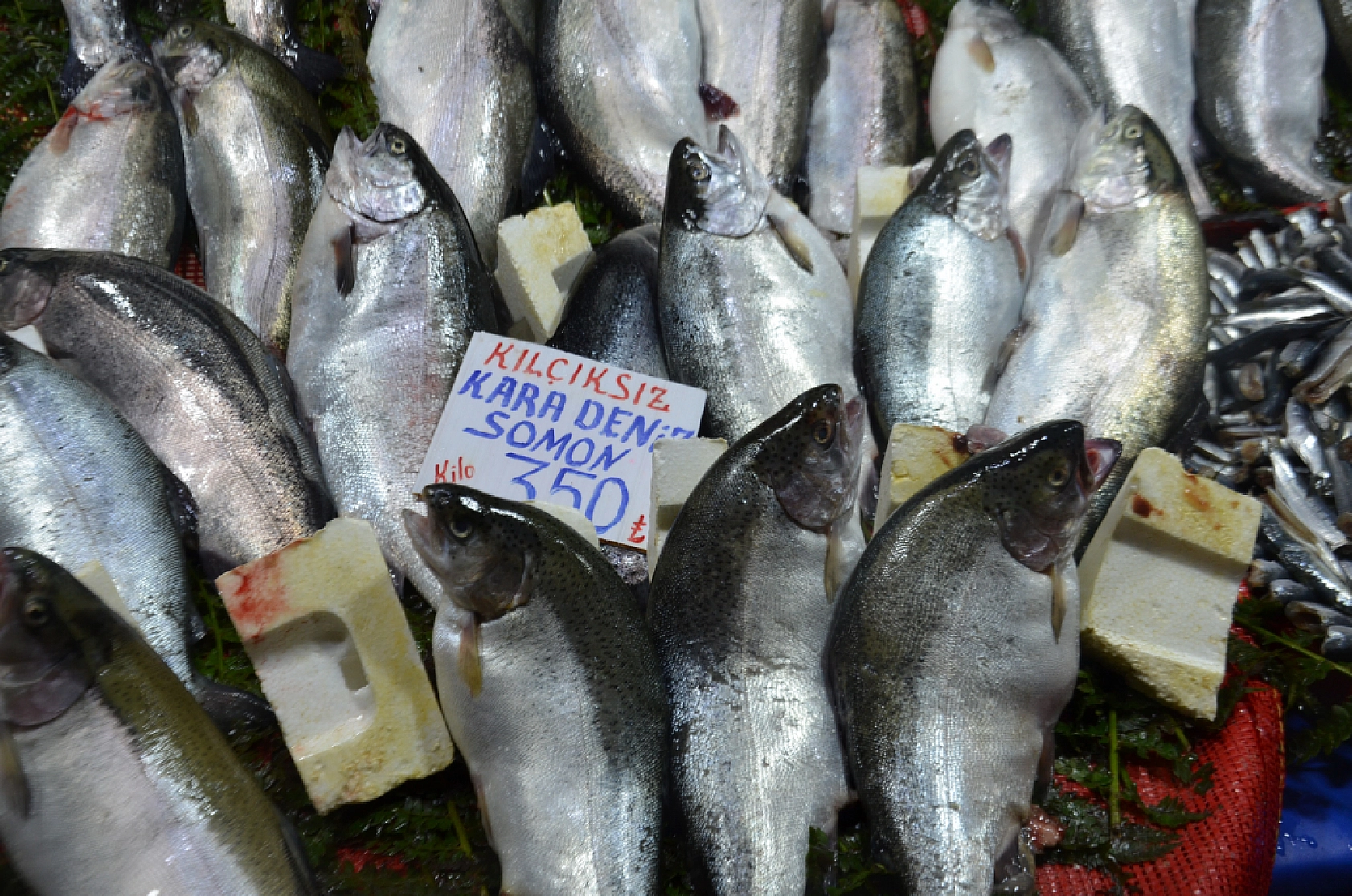 Hamsinin fiyatı artınca vatandaş balığa hasret kaldı