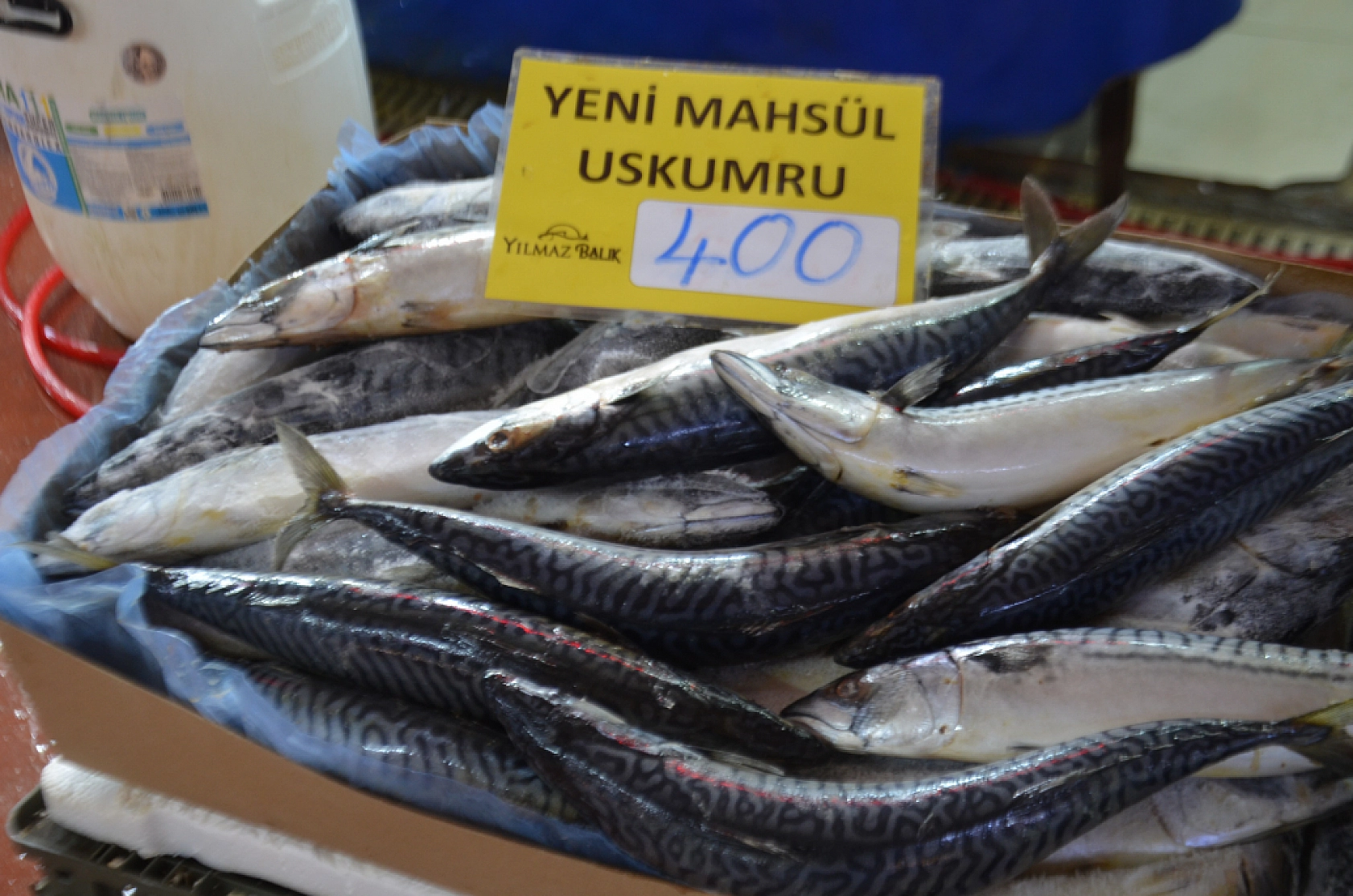 Malatya'da balık sezonu kapandı: Son dönemin balıkları hangileri? Hamsi mi, Somon mu?