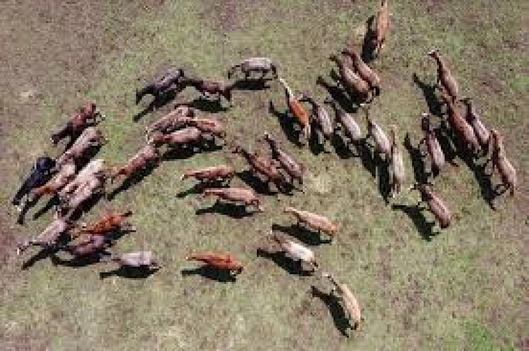 Malatya'da Yetiştirilen Milyonluk Taylar İstanbul'da Görücüye Çıkıyor!