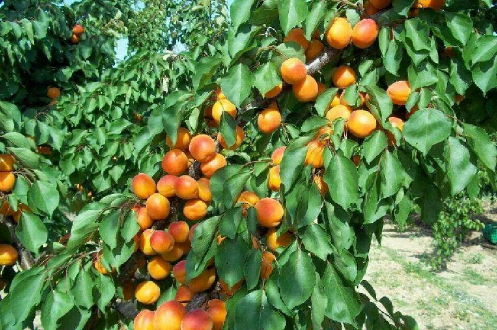 Kayısıda Fiyat Karmaşası! Maliyeti 3 Kat Arttı, Fiyatı Yarıdan Yarıya Azaldı...!