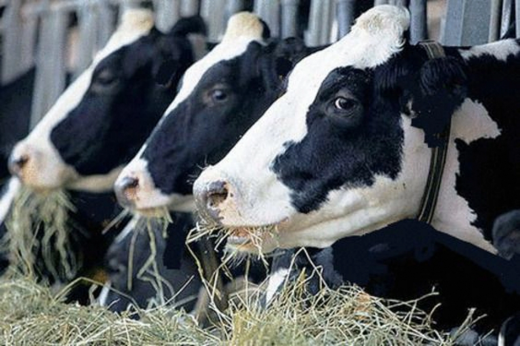 Türkiye İthalatı Durdurdu! Artık Ülkeye Girişi Yasak Oldu…!