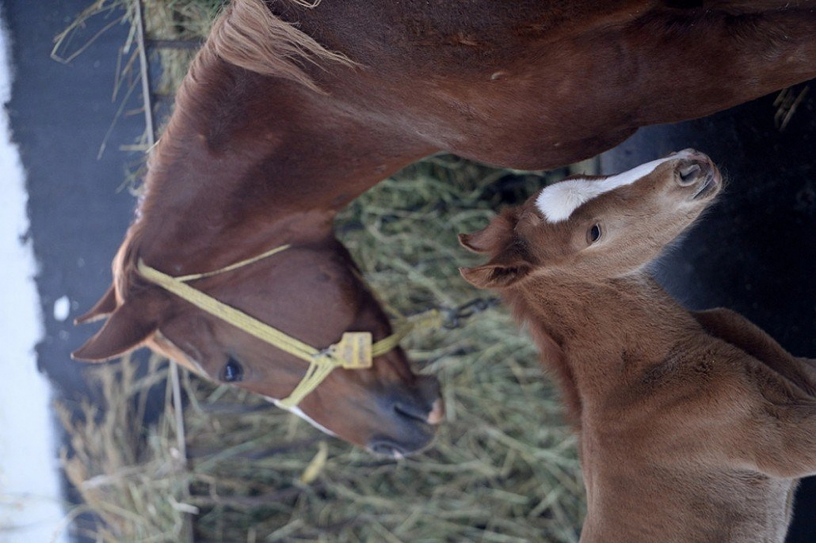 95 şampiyon adayı tay dünyaya geldi