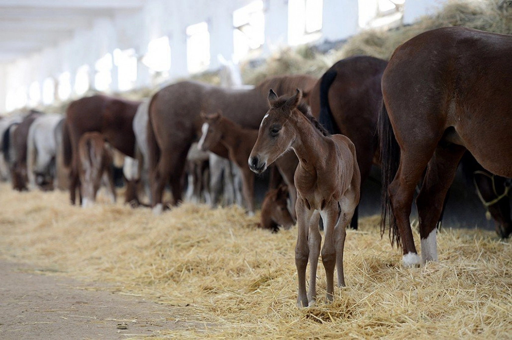 95 şampiyon adayı tay dünyaya geldi