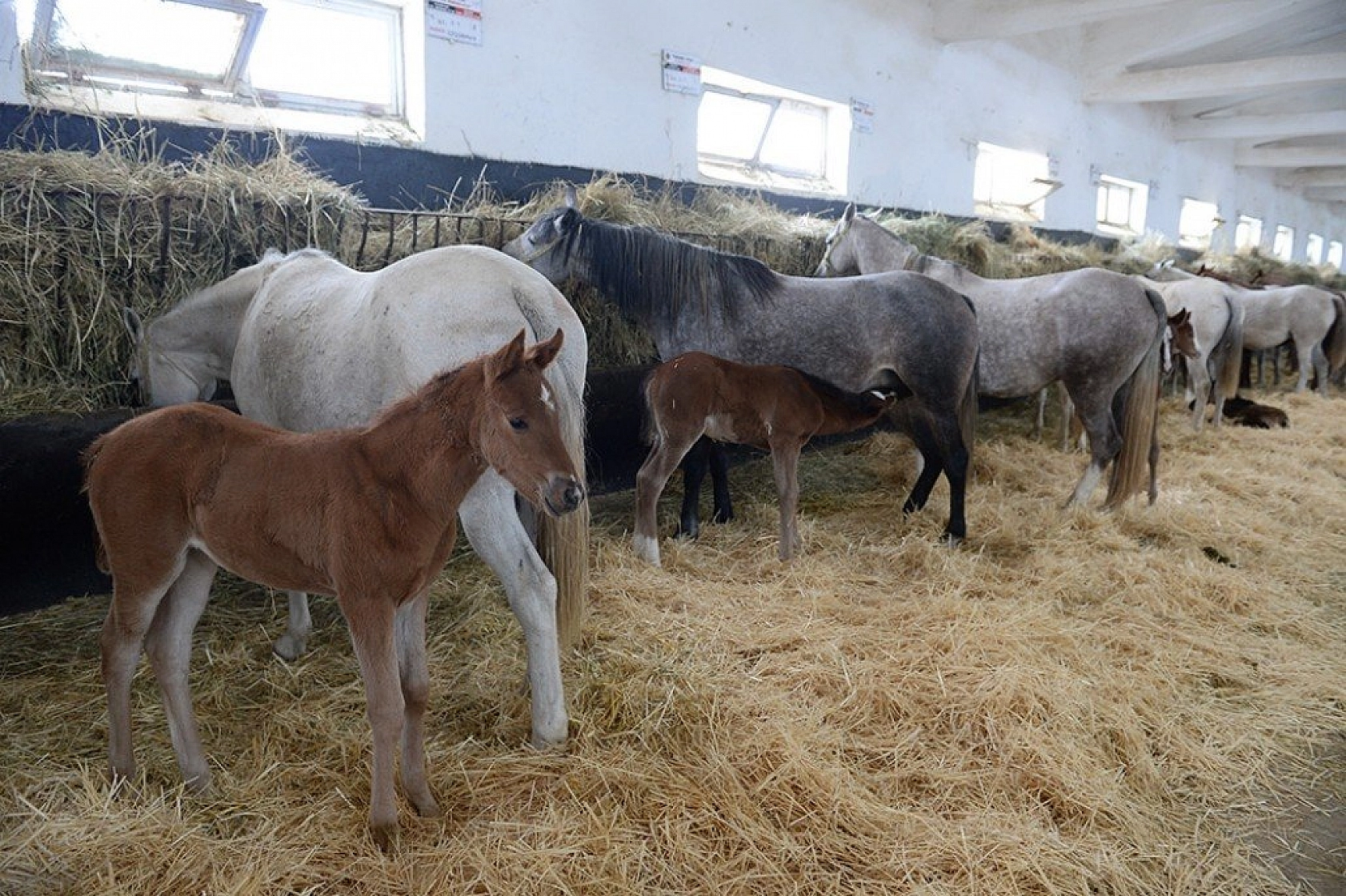 95 şampiyon adayı tay dünyaya geldi