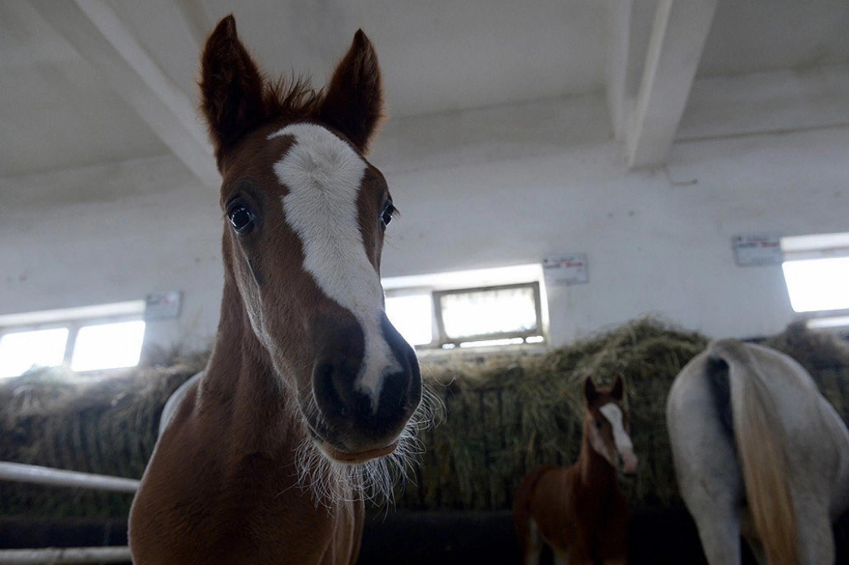 95 şampiyon adayı tay dünyaya geldi