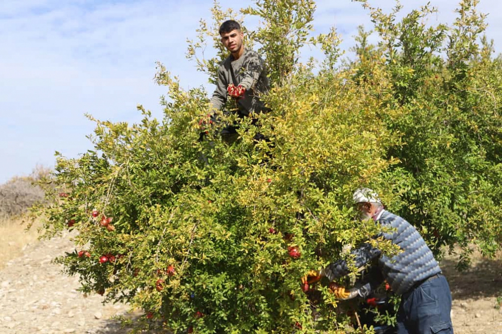 'Kırmızı Altın'da mesai başladı: Üretici umutlu