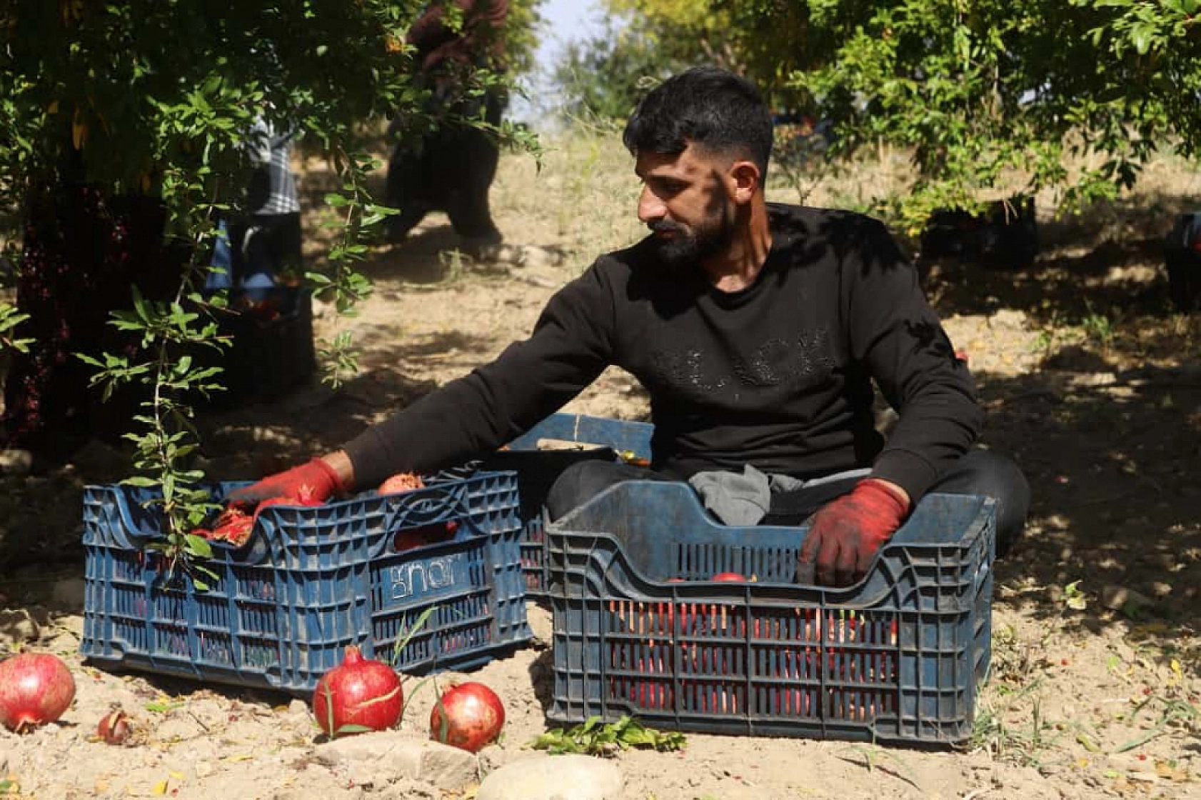 'Kırmızı Altın'da mesai başladı: Üretici umutlu