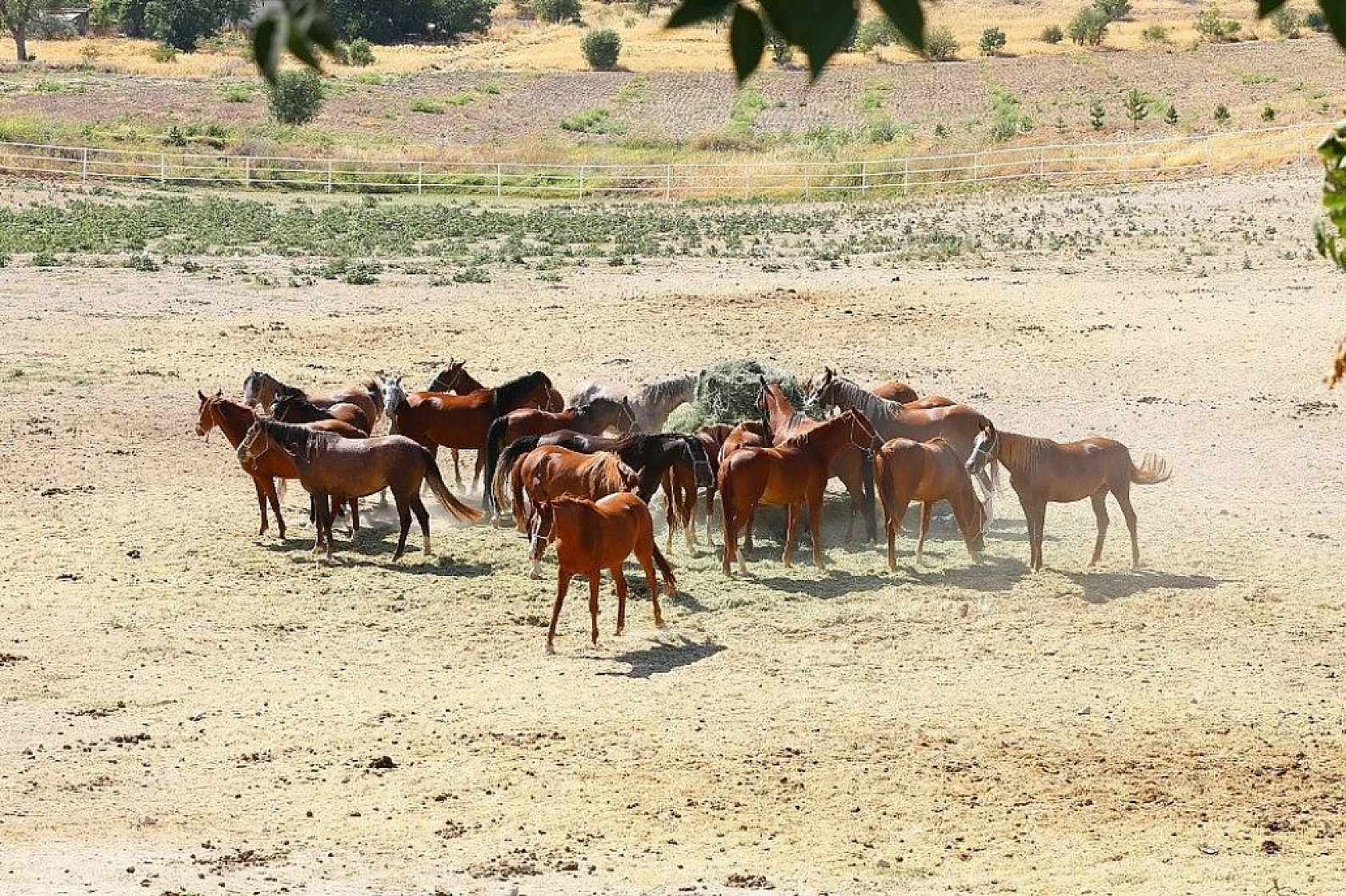 Malatya'da Yetiştirilen Milyonluk Taylar Sahiplerini Bekliyor!