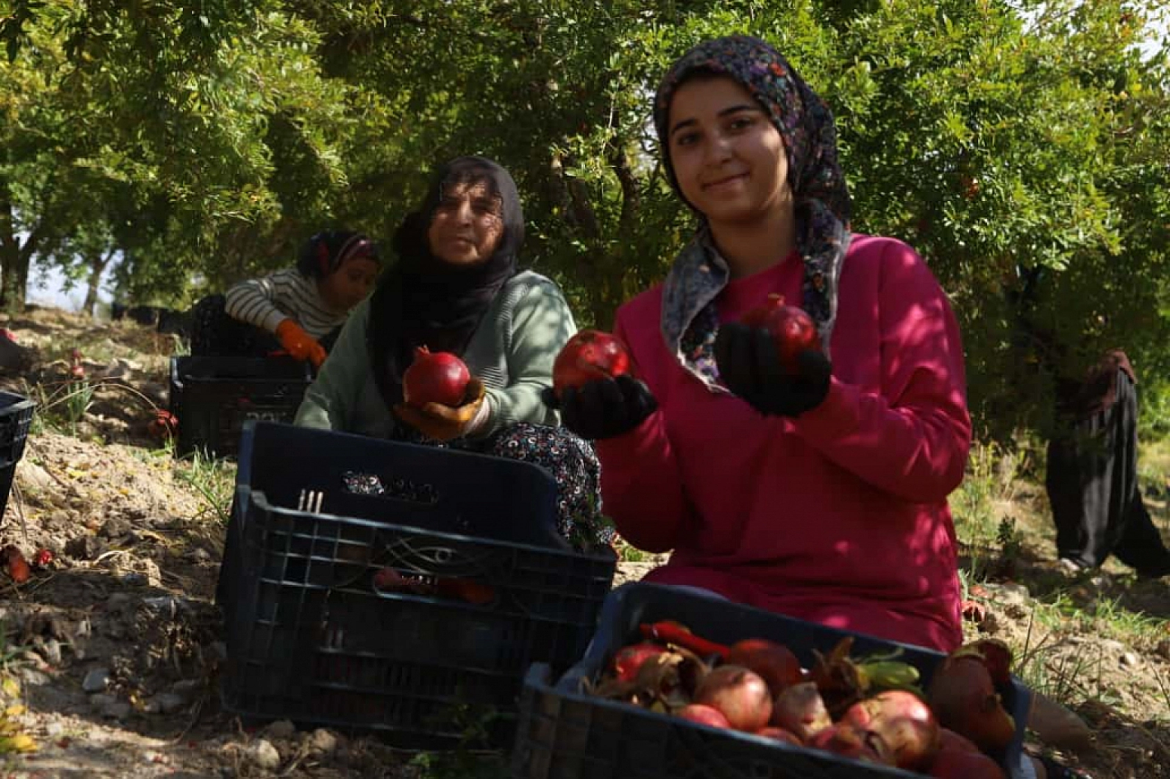 'Kırmızı Altın'da mesai başladı: Üretici umutlu