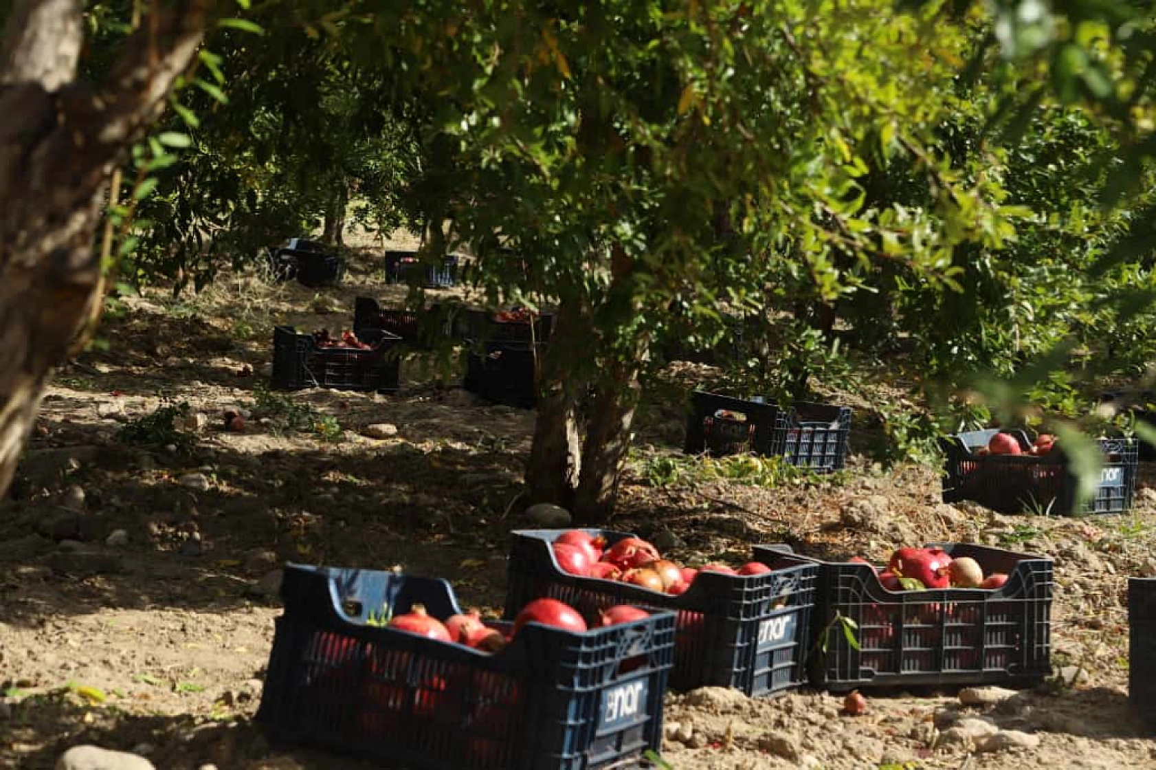 'Kırmızı Altın'da mesai başladı: Üretici umutlu