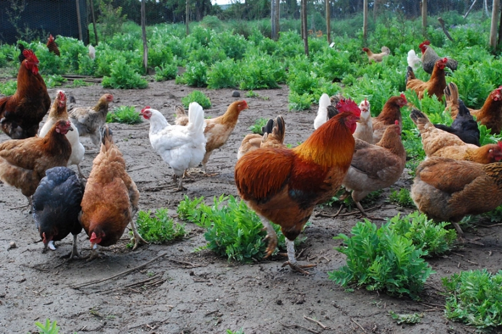 Sofralarımızın Vazgeçilmezi Tehlikede Mi?