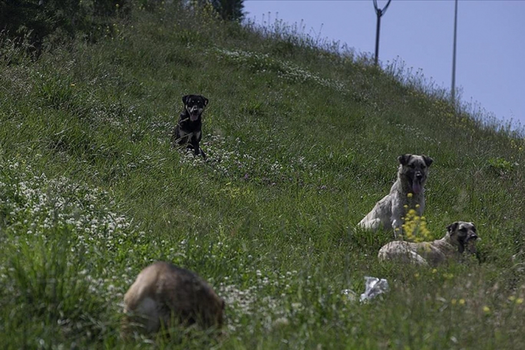 Vali Uyardı: Bu Görev Belediyelerin!