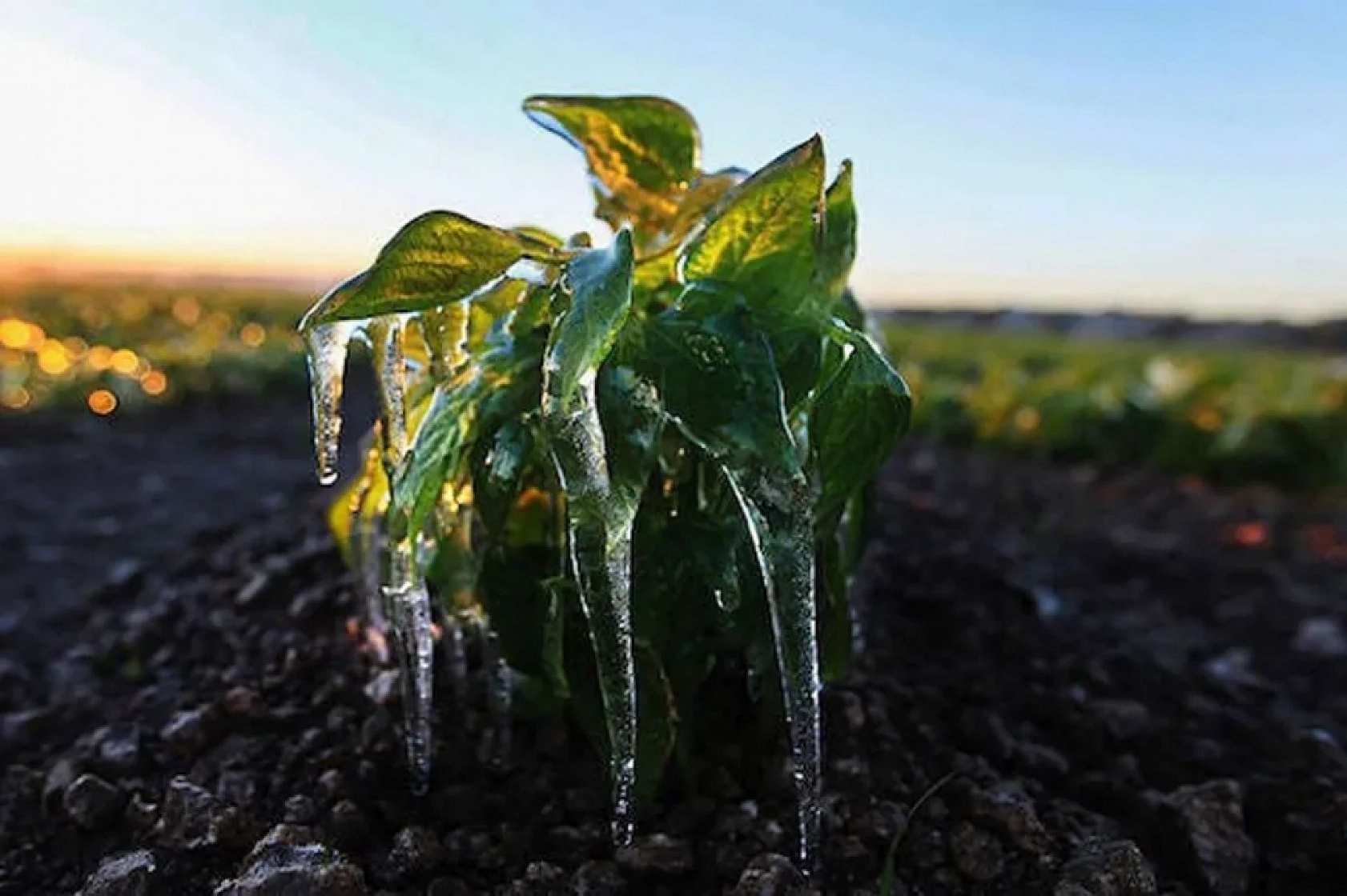 Meteoroloji'den Zirai Don Uyarısı: Malatya, Elazığ, Adıyaman Etkilenecek!