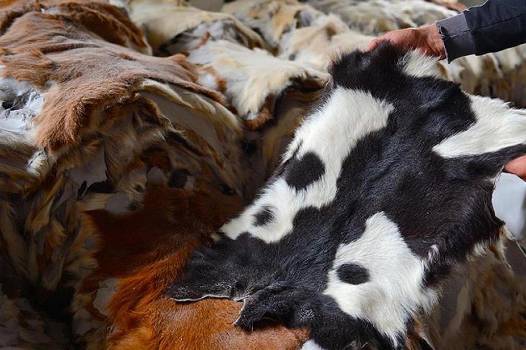 Hazırlıklar tamam: Kurban derileri için özel ekip geliyor!