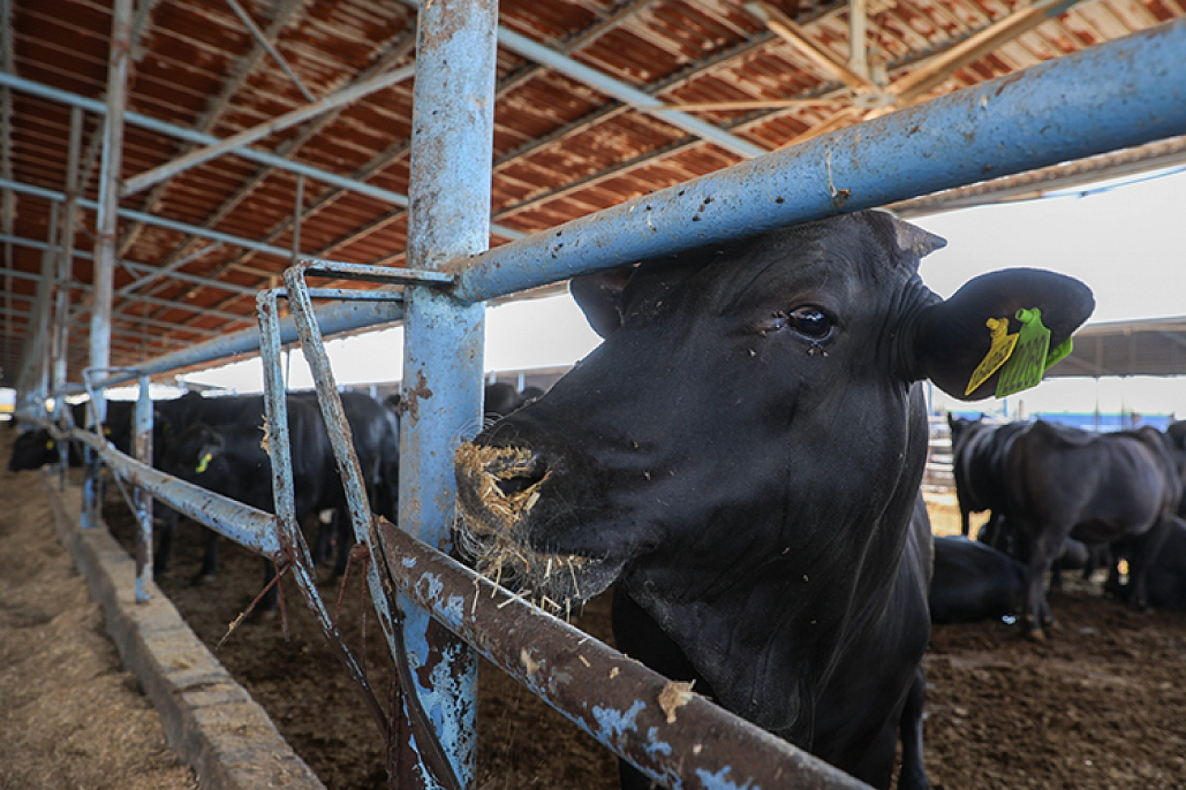 Vatandaşın beklediği ödemeler geldi: Bakanlık hesaplara tek tek yatırmaya başladı…