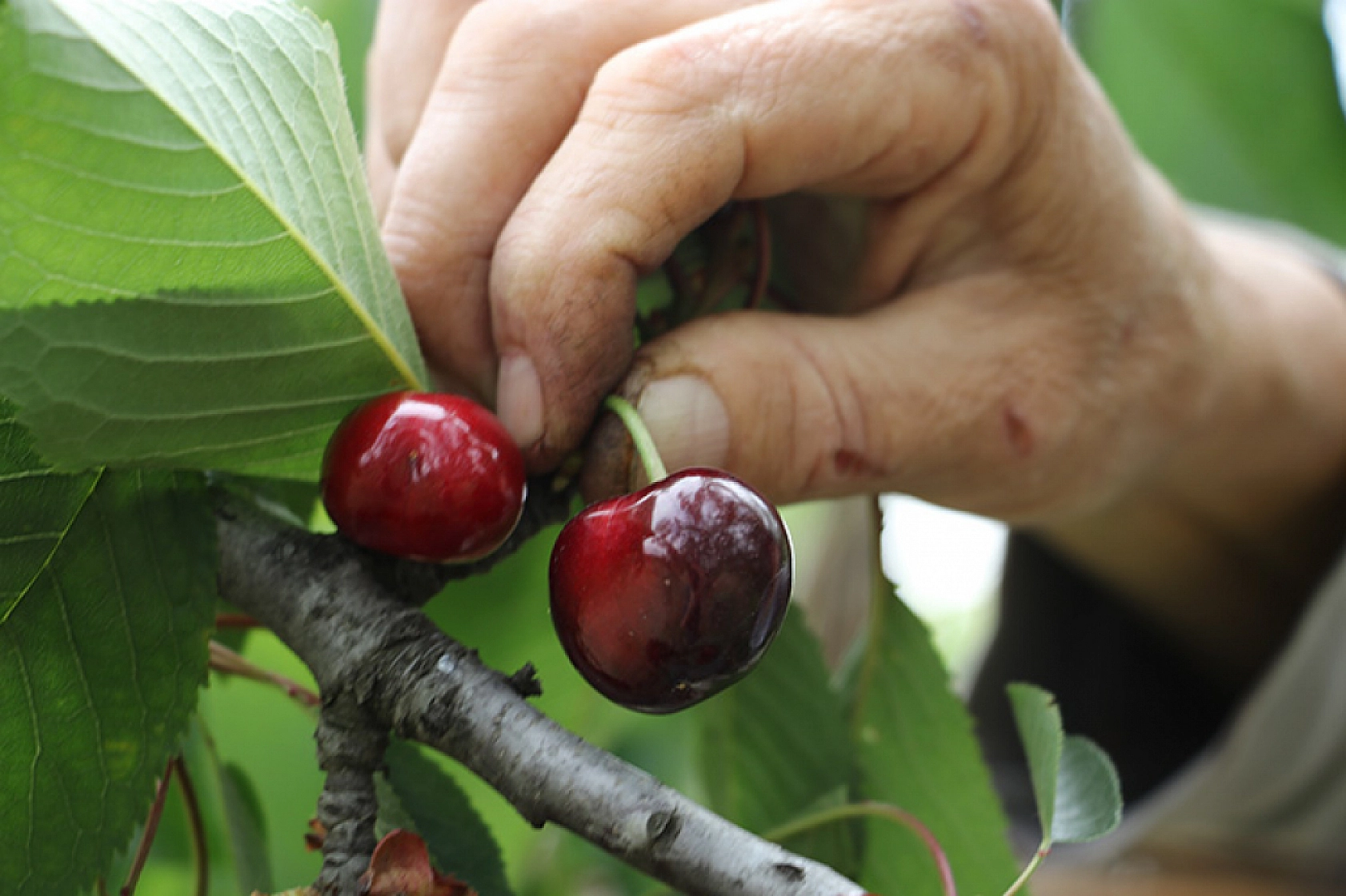 Malatya'da Coğrafi İşaretle Tescillenmişti.! Şimdi ise Feromon Tuzaklarla Korunuyor..!