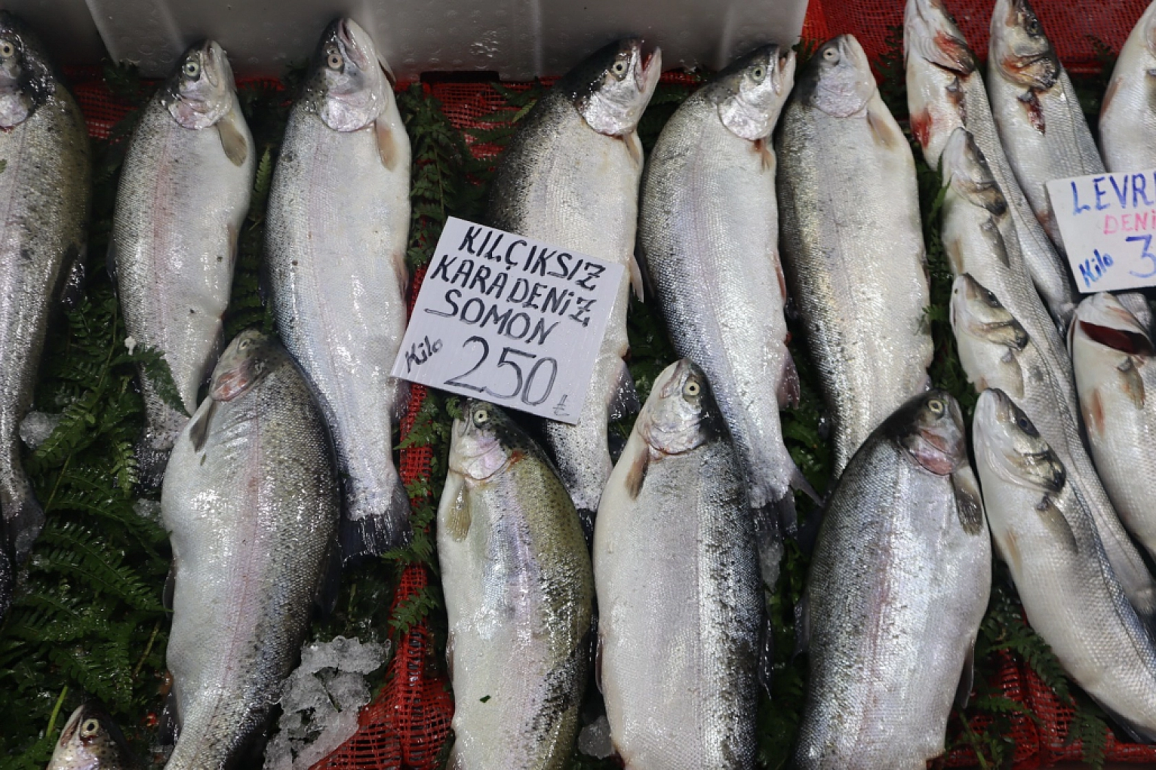 Balık Pazarlarında Fiyat Artışı! En Ucuz Balık Hangisi? İşte Detaylar...