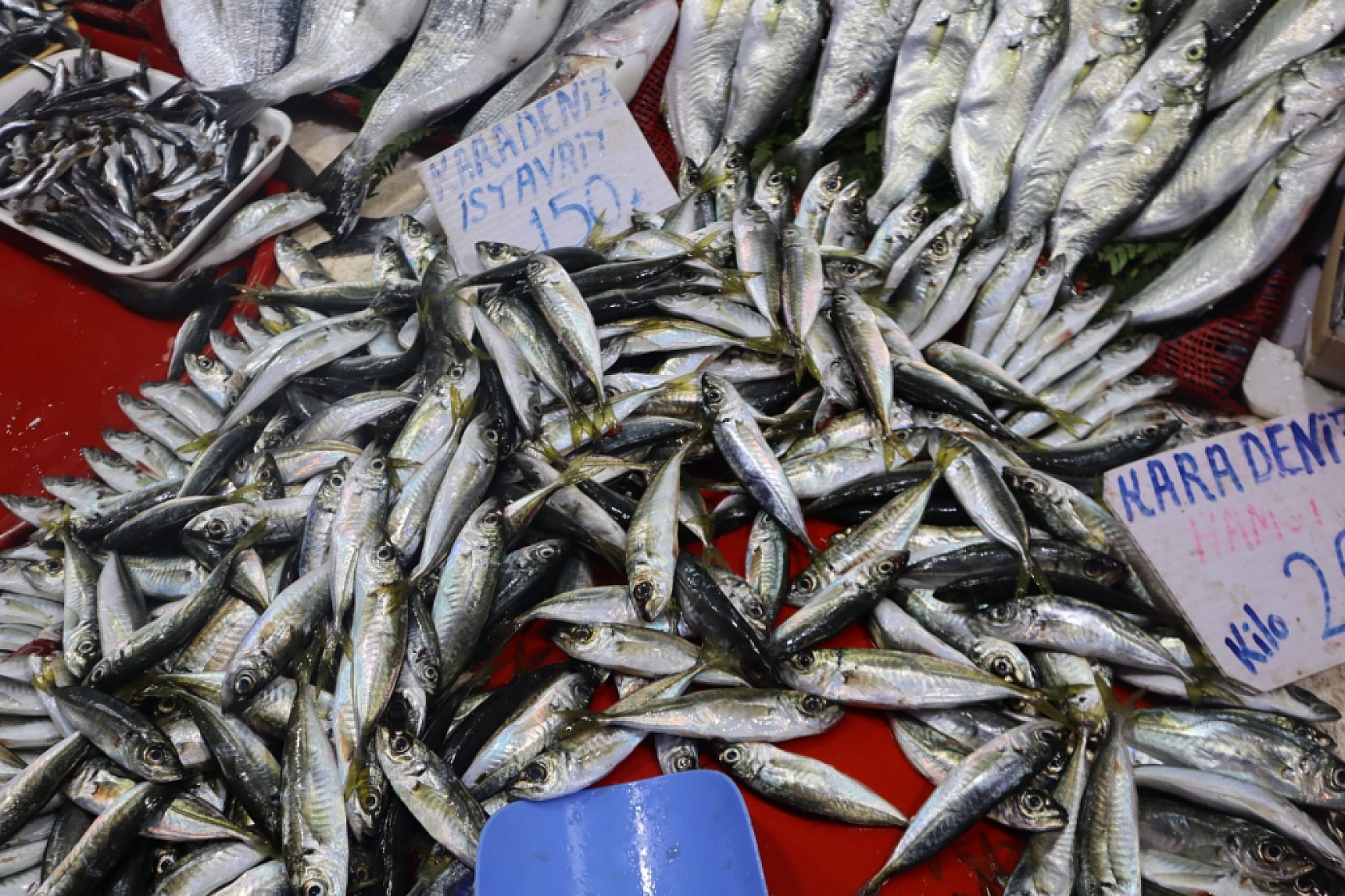 Balık Pazarlarında Fiyat Artışı! En Ucuz Balık Hangisi? İşte Detaylar...