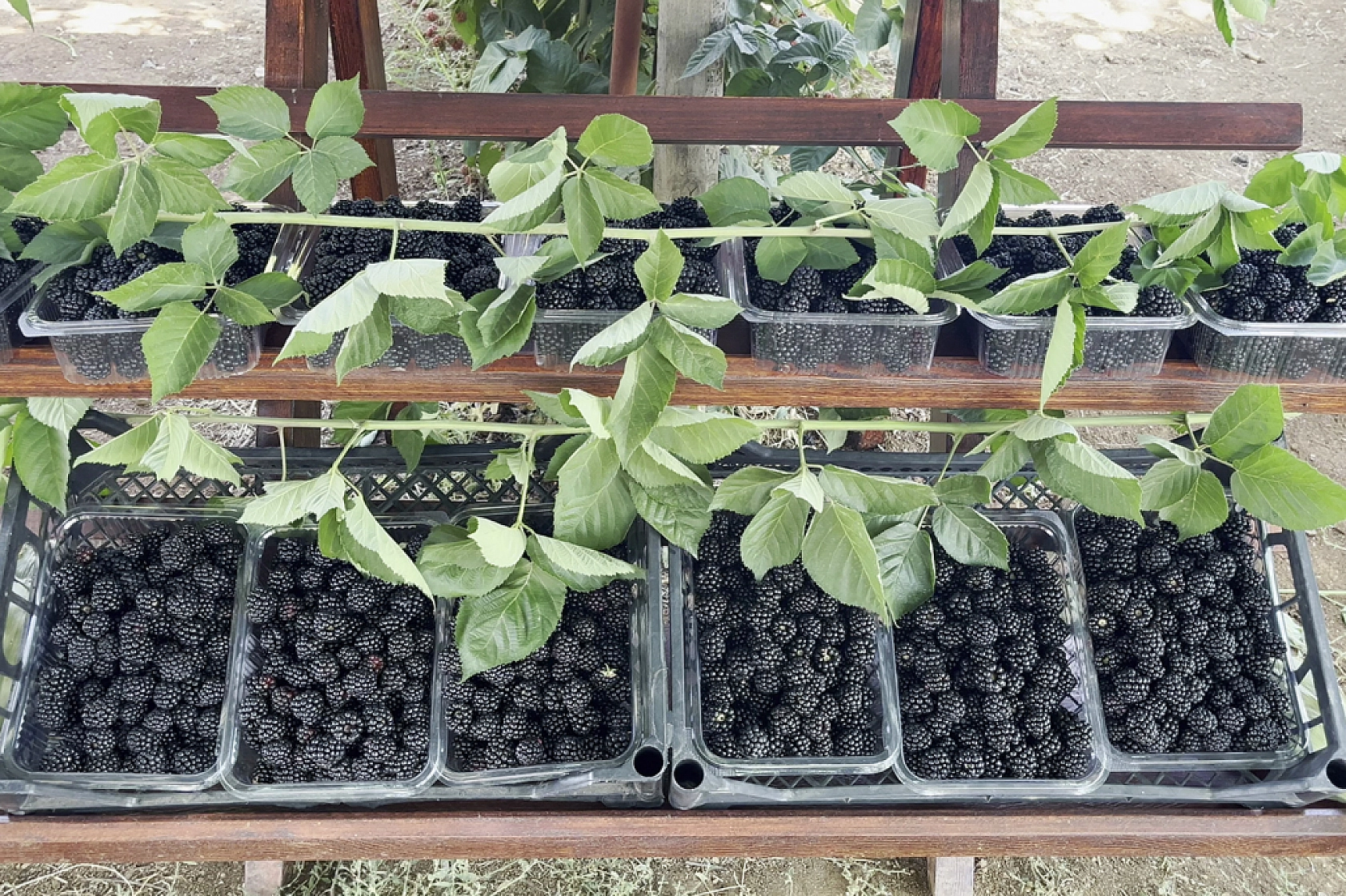 İstanbul'dan Göç Etti, Malatya'da Zenginleşti: Siparişlere Yetişemiyorlar!