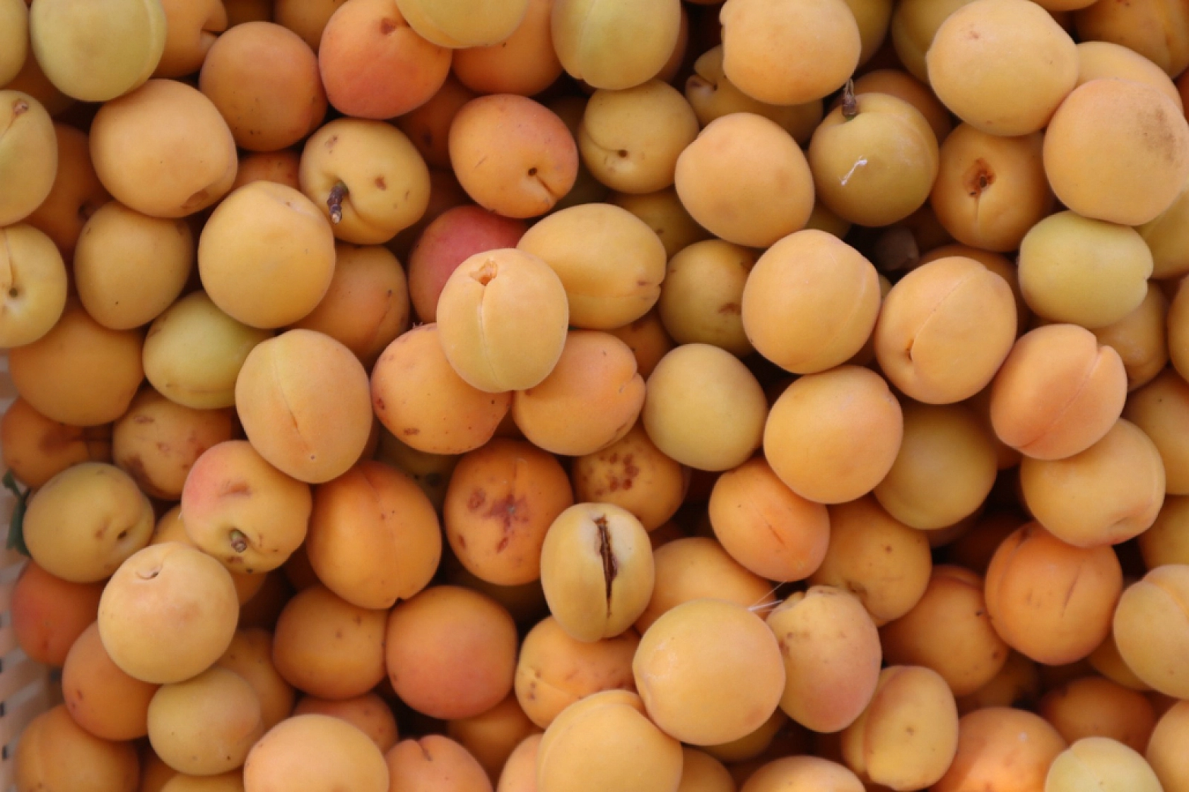 Malatya'da kayısıda işçi yevmiyesi belirlendi! 2024 kayısı yevmiyesi ne kadar?