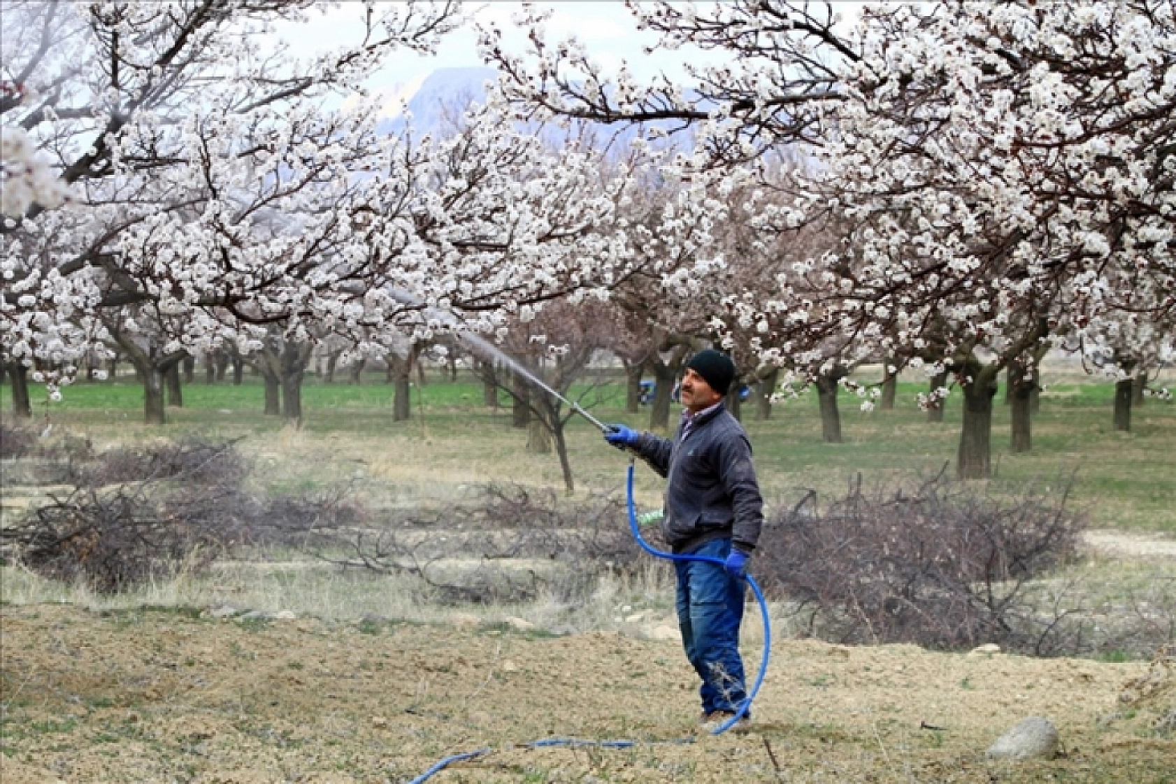 Kayısı için geç kalmayın
