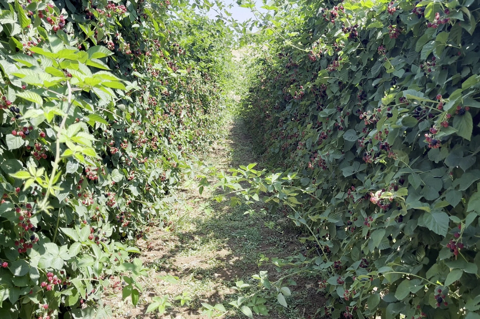 İstanbul'dan Göç Etti, Malatya'da Zenginleşti: Siparişlere Yetişemiyorlar!