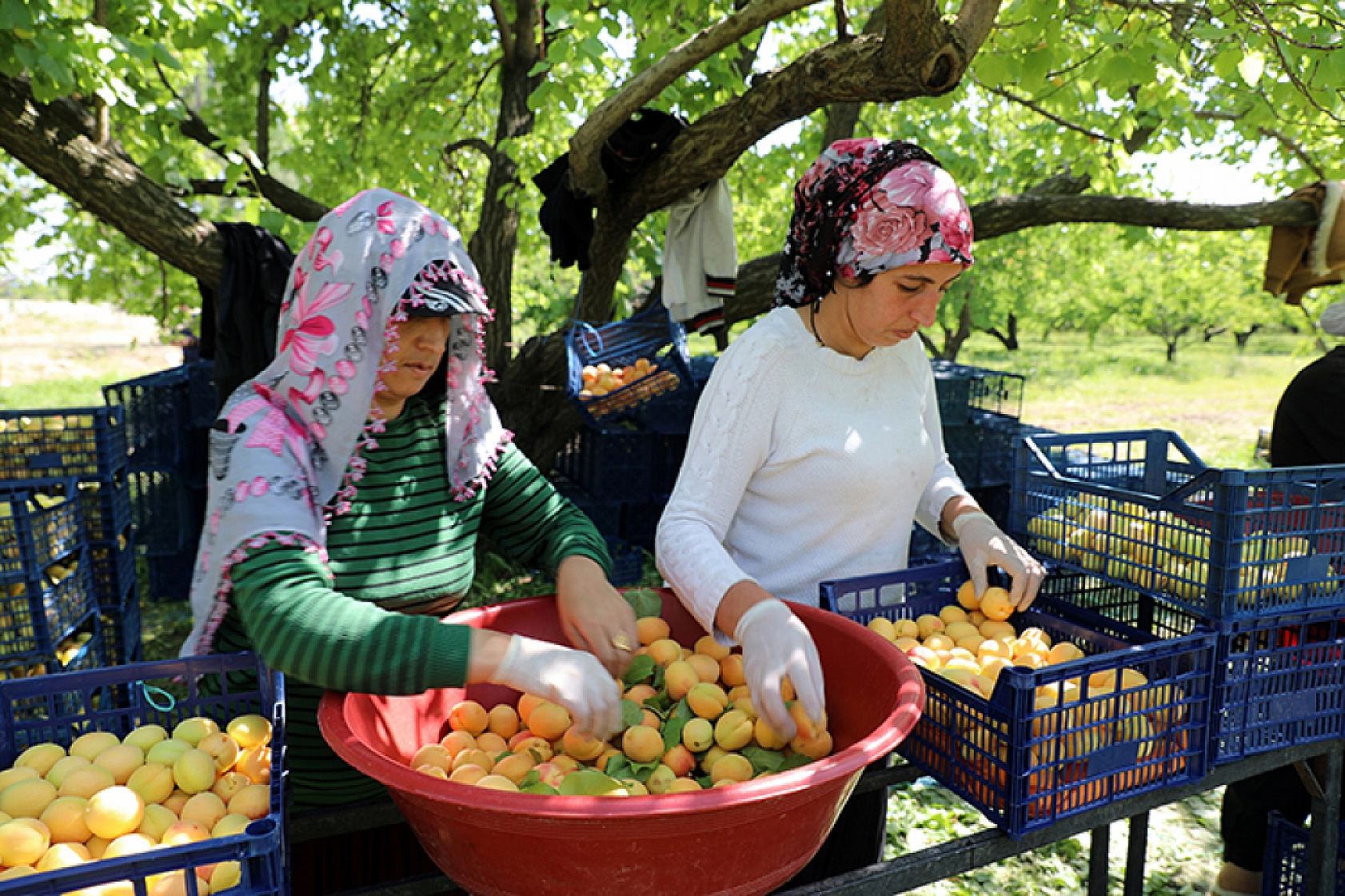 Malatya'yı vuran zirai don Iğdır'a yaradı