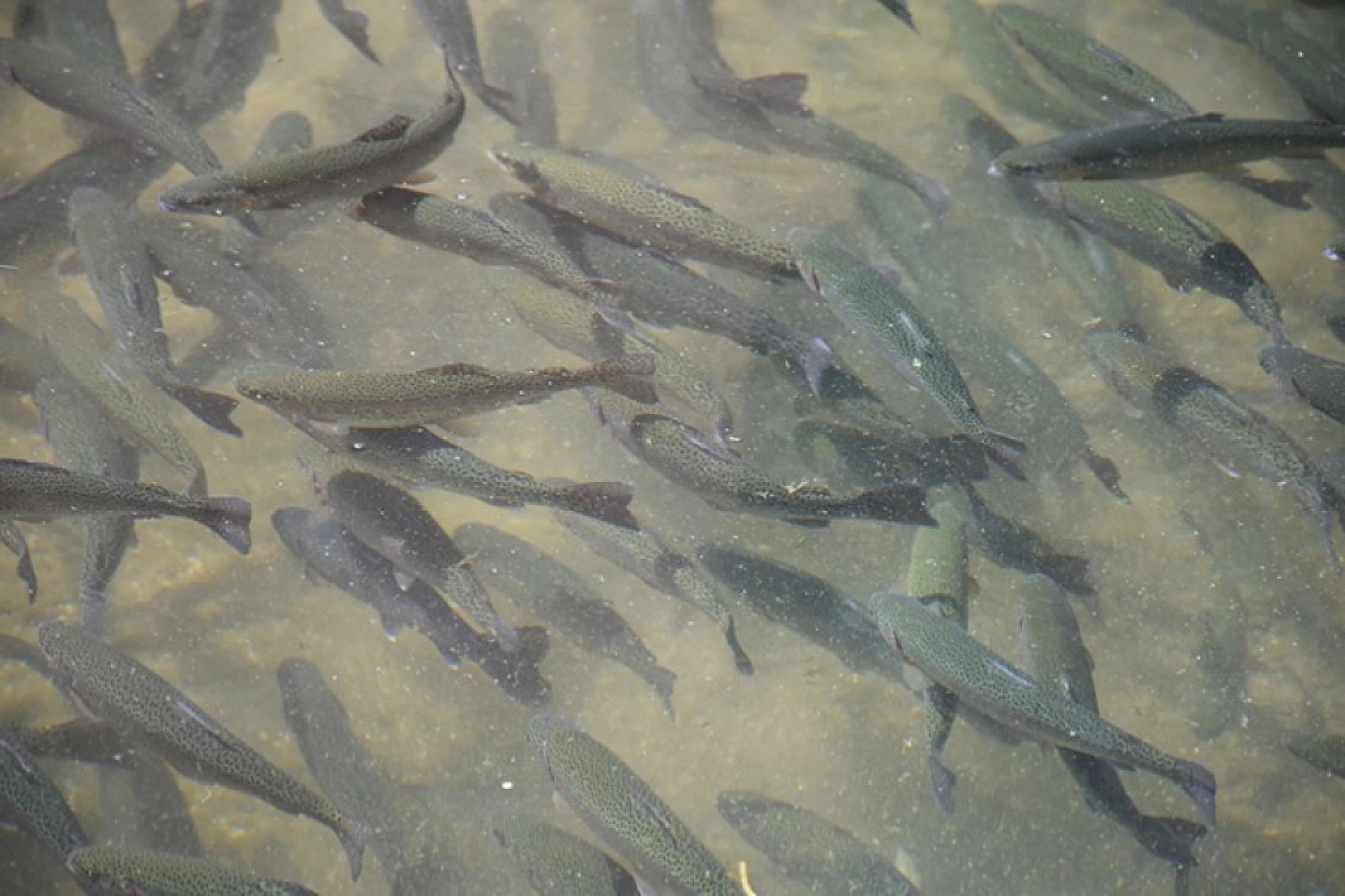 Denizi Olmayan Malatya Balık Üretiminde Lider