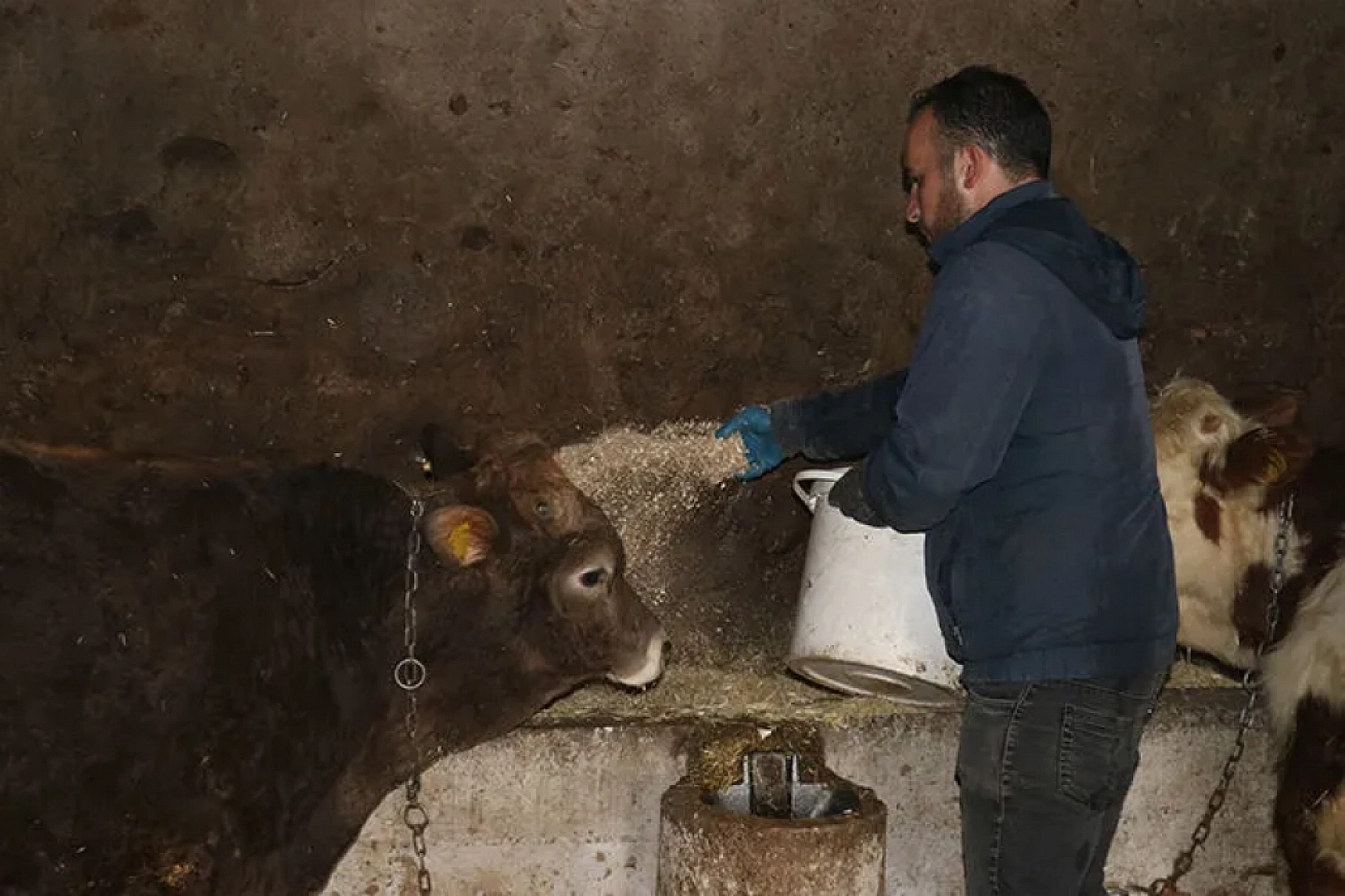 Malatya'da ahır ve ağıllara 'Sınıf' belgesi geliyor! Elindeki alet-edevatı komşusuyla paylaşan yandı