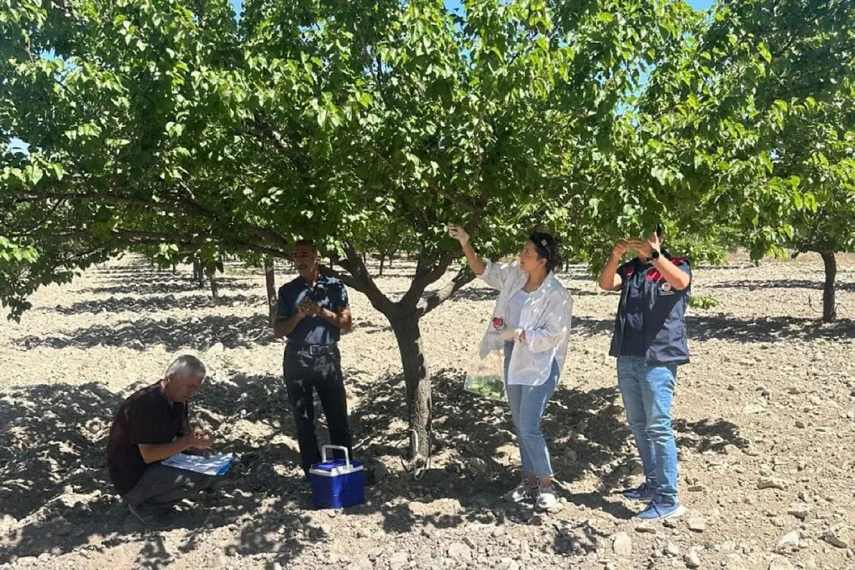 Şarka virüsü için alarm: Malatya'da 154 numune incelendi