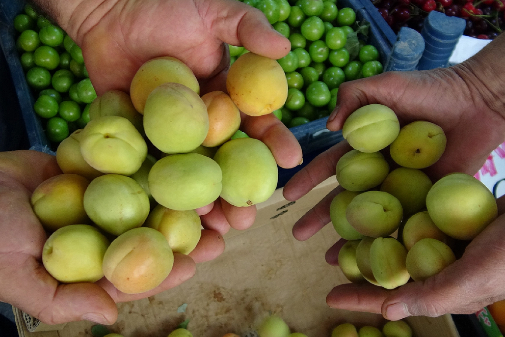 Malatya'da kayısı lüks tüketime dönüştü! Fiyatı etle yarışıyor…!