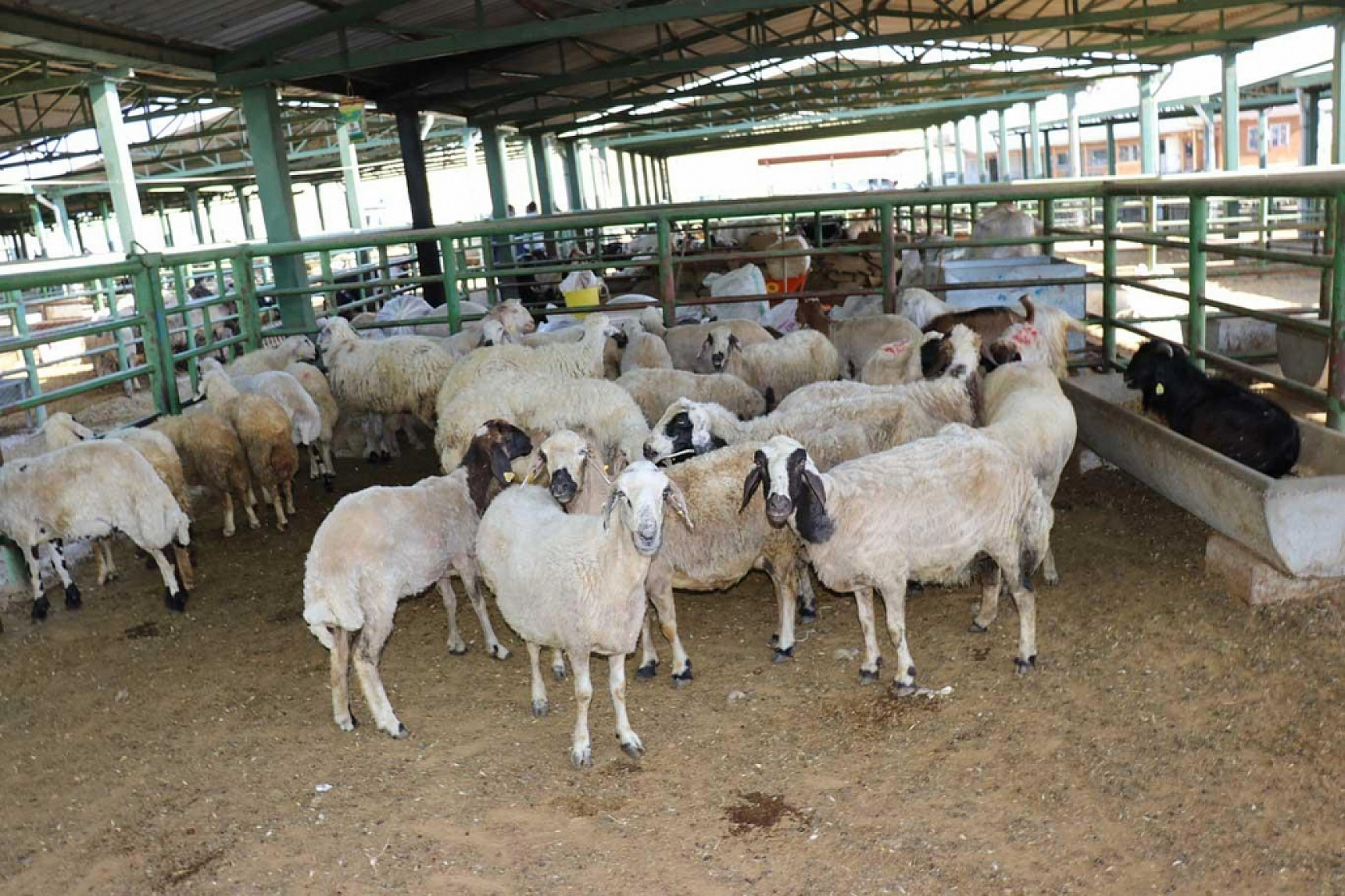 Satılamayanları ESK Alacak, Ödemeler 3 Günde Tamamlanacak!