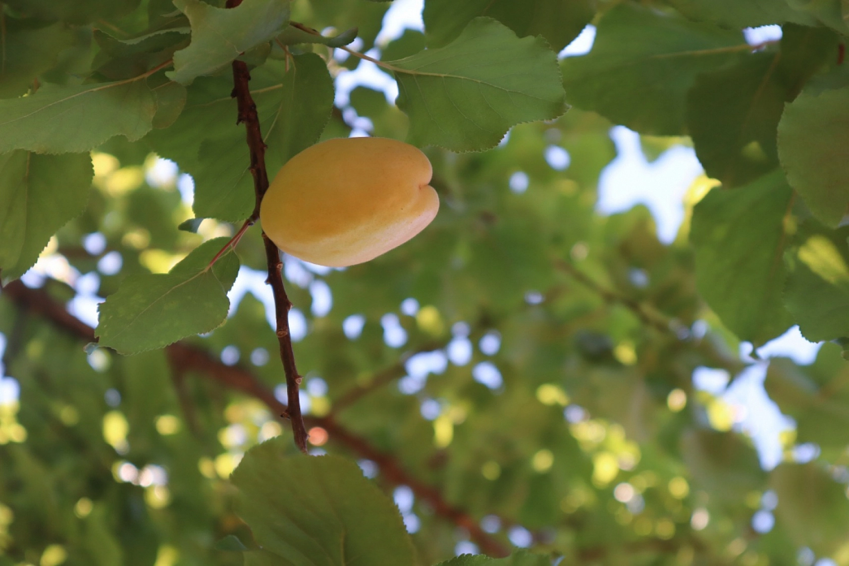 Malatya 6 Ayda Hedefi Aştı!