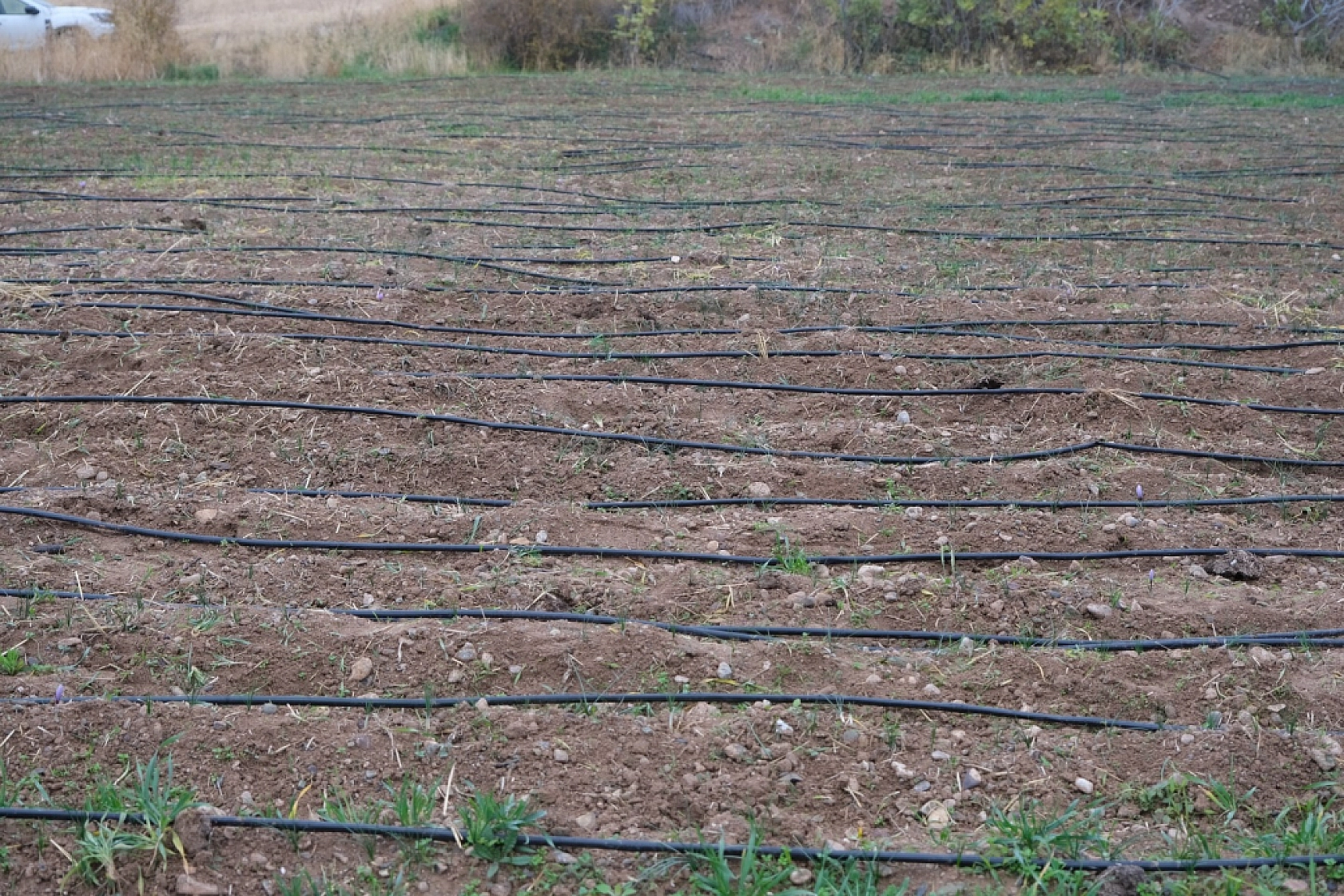 Malatya'da 2017 yılından 3 dekarlık alana ekti! Üretimi her geçen yıl bereketleniyor…