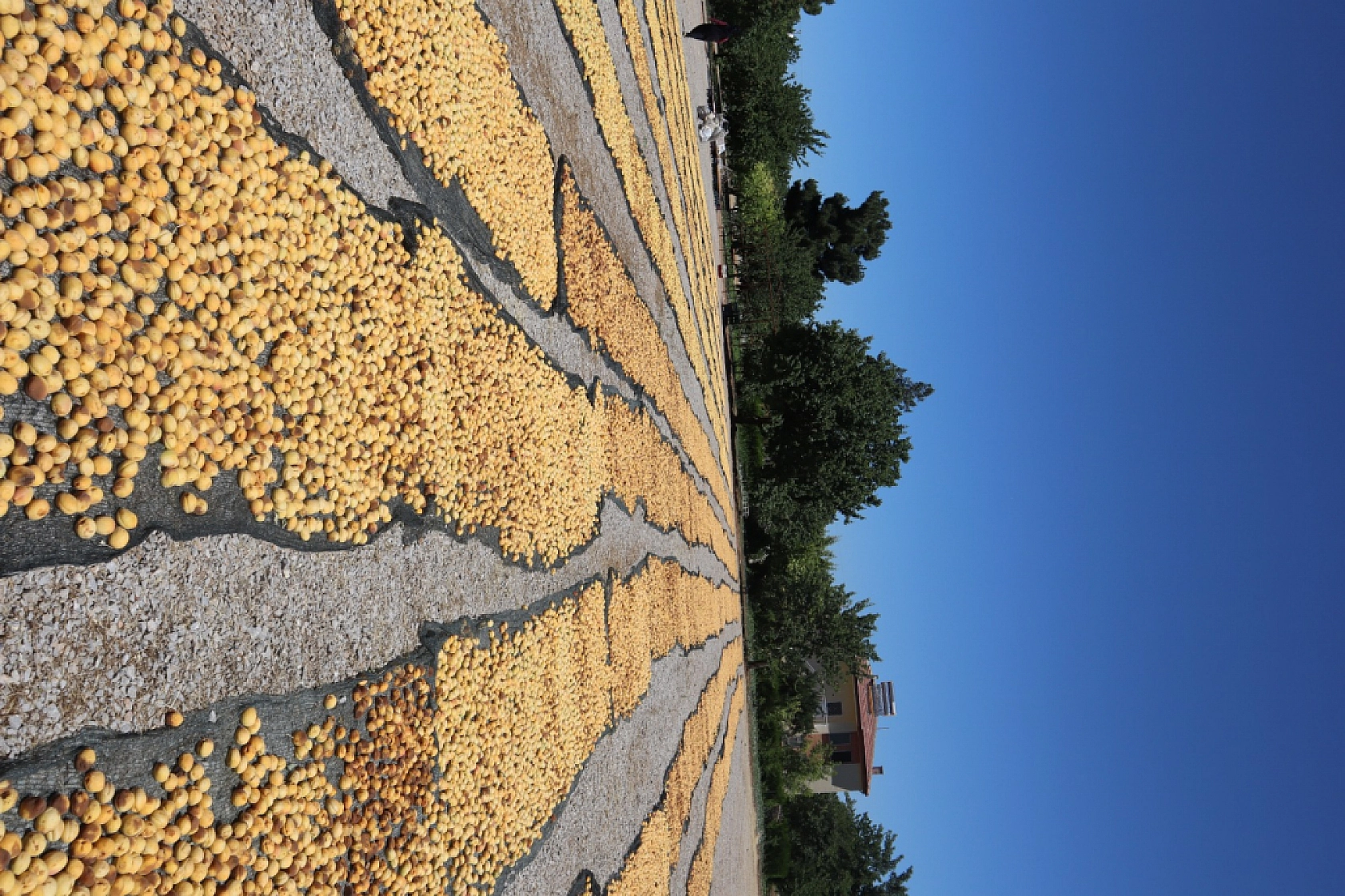 Malatya Kayısısında Fiyat Krizi: TMO Piyasaya Girmeli...!