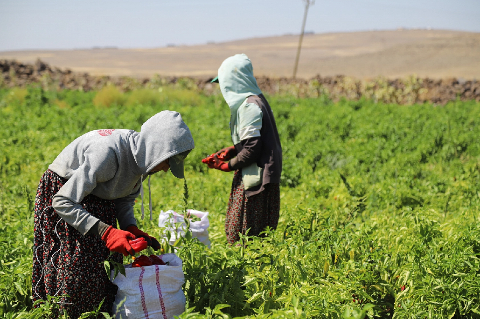 Devlet tarım sigortasında indirim üstüne indirim sunuyor! İşte kalem kalem destekler...