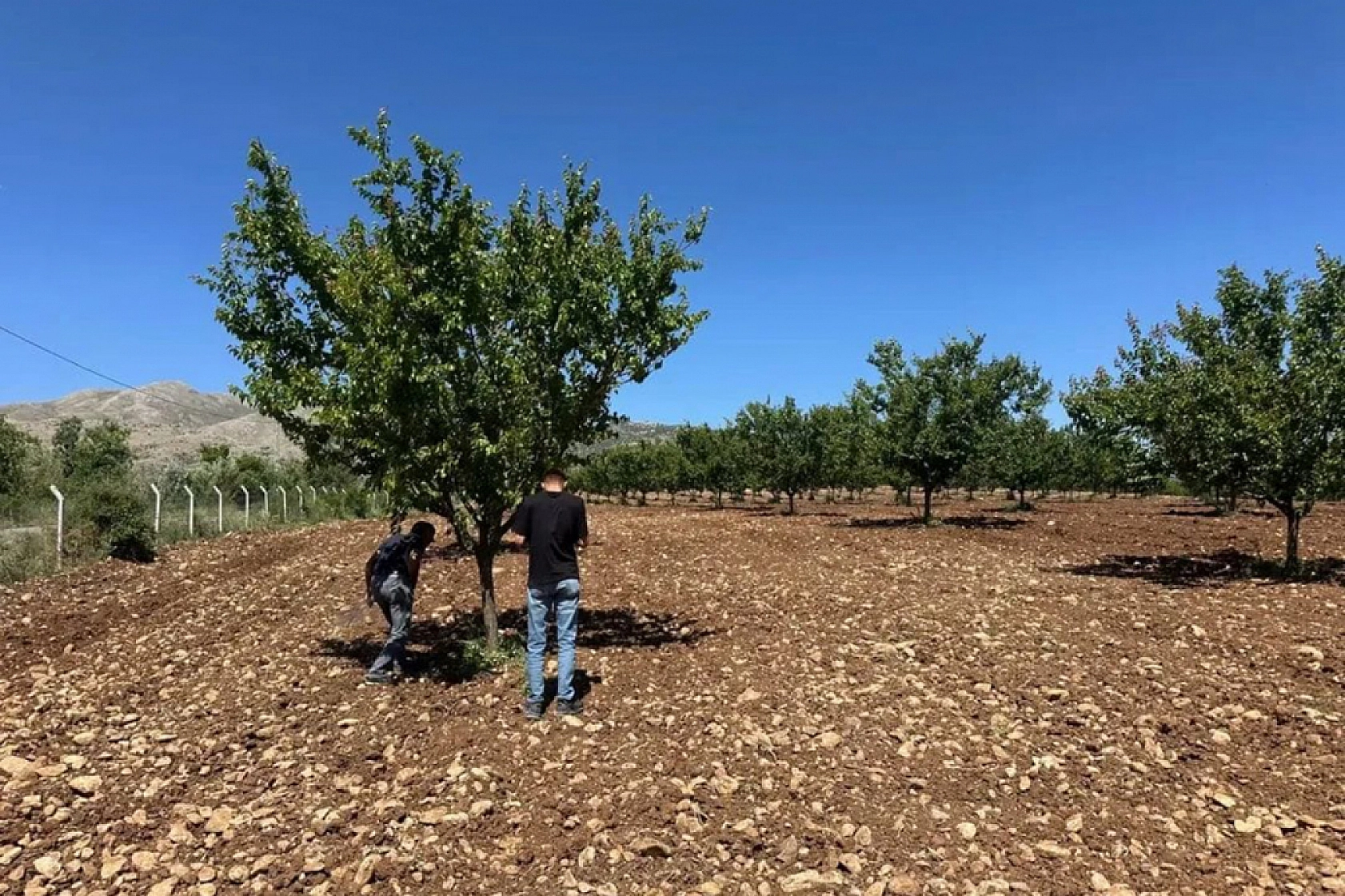Şarka virüsü için alarm: Malatya'da 154 numune incelendi