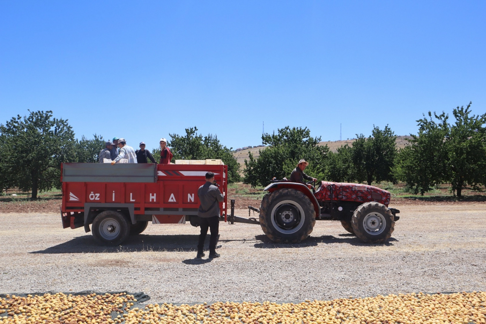 Malatya Kayısısında Fiyat Krizi: TMO Piyasaya Girmeli...!
