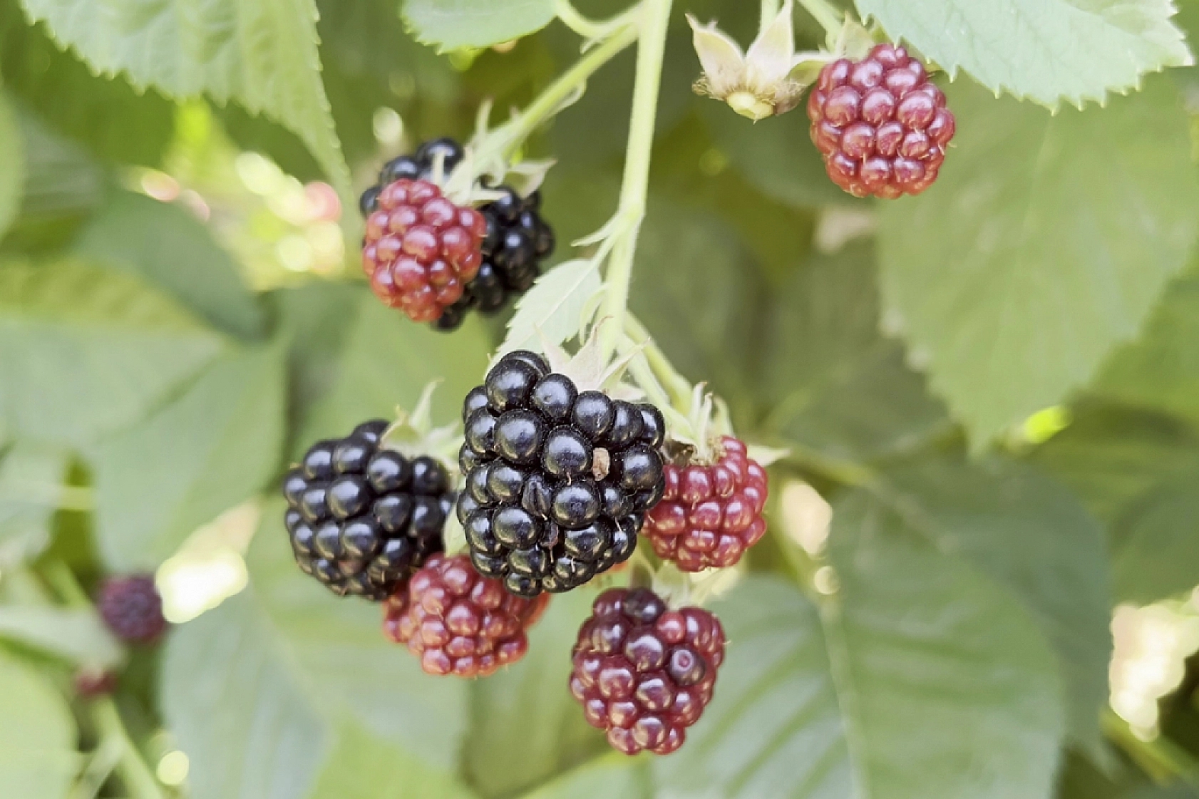 İstanbul'dan Göç Etti, Malatya'da Zenginleşti: Siparişlere Yetişemiyorlar!