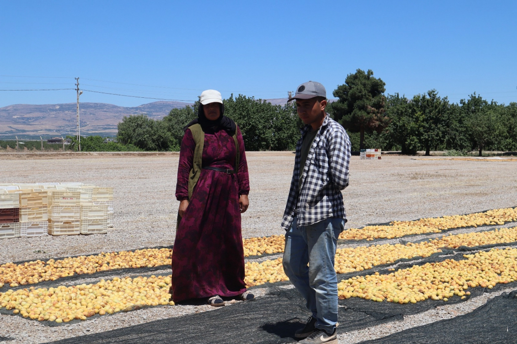 Malatya Kayısısında Fiyat Krizi: TMO Piyasaya Girmeli...!