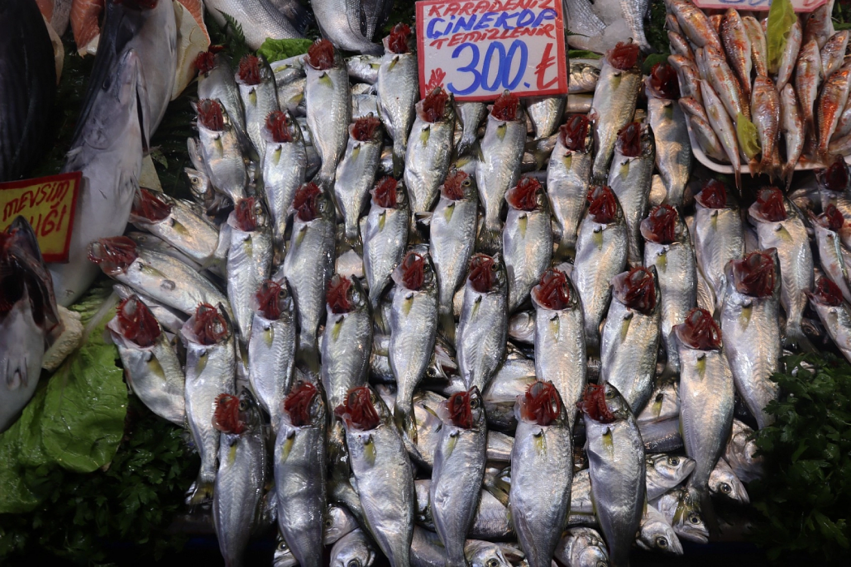 Balık Pazarlarında Fiyat Artışı! En Ucuz Balık Hangisi? İşte Detaylar...