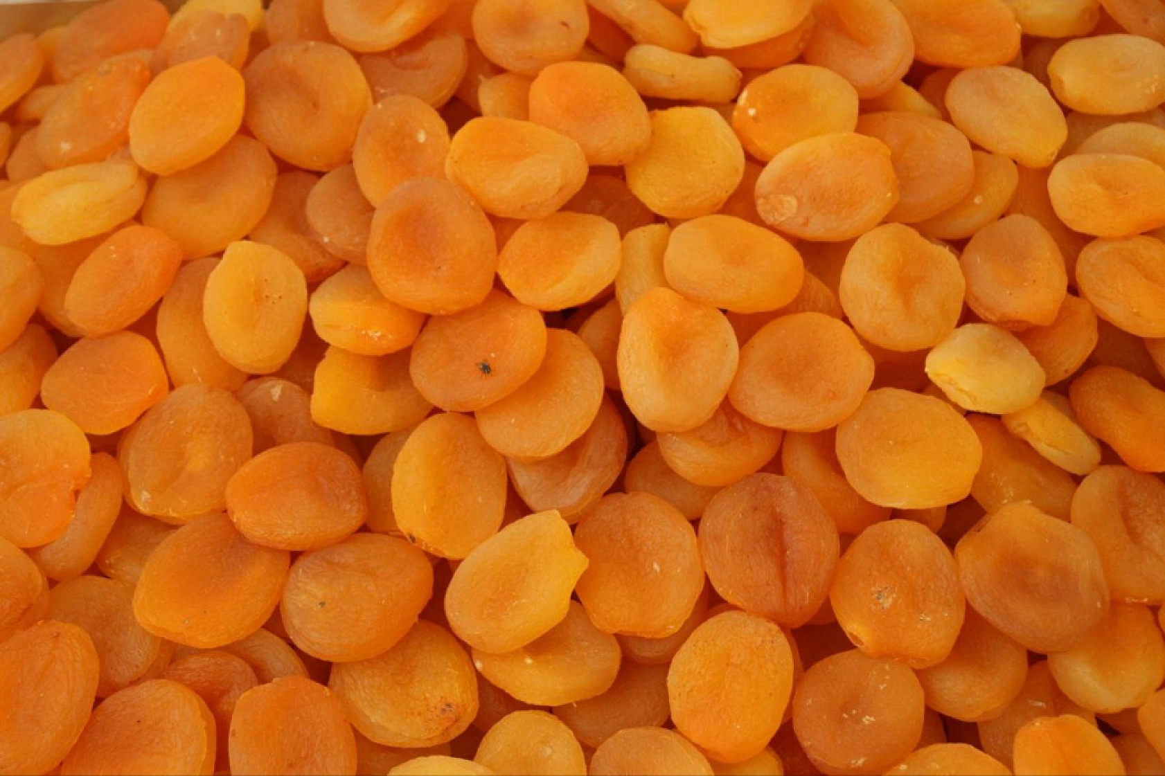 Malatya Kayısısı Kasaya Milyonlar Kazandırdı!